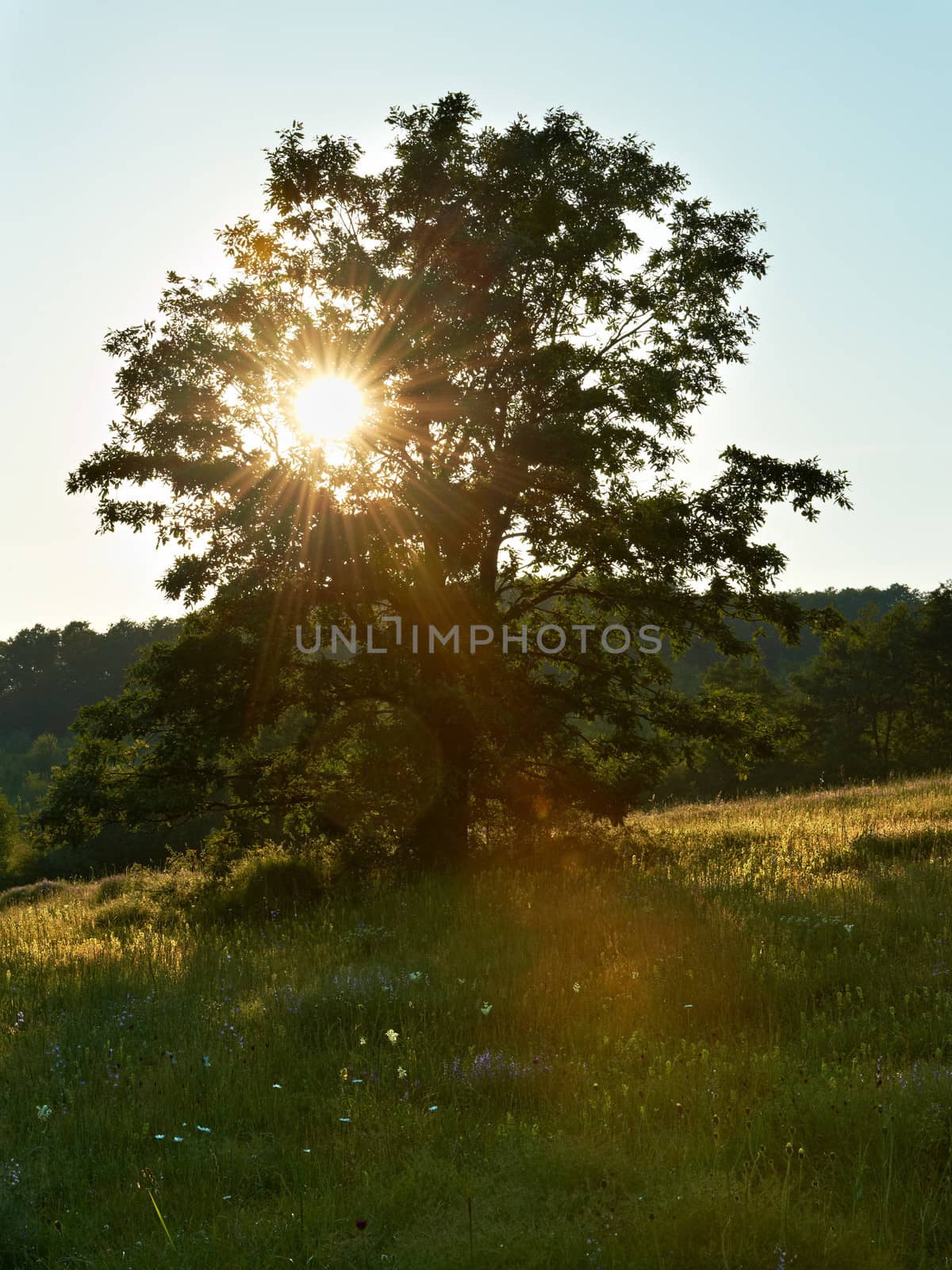 Lonely oak tree at sunset