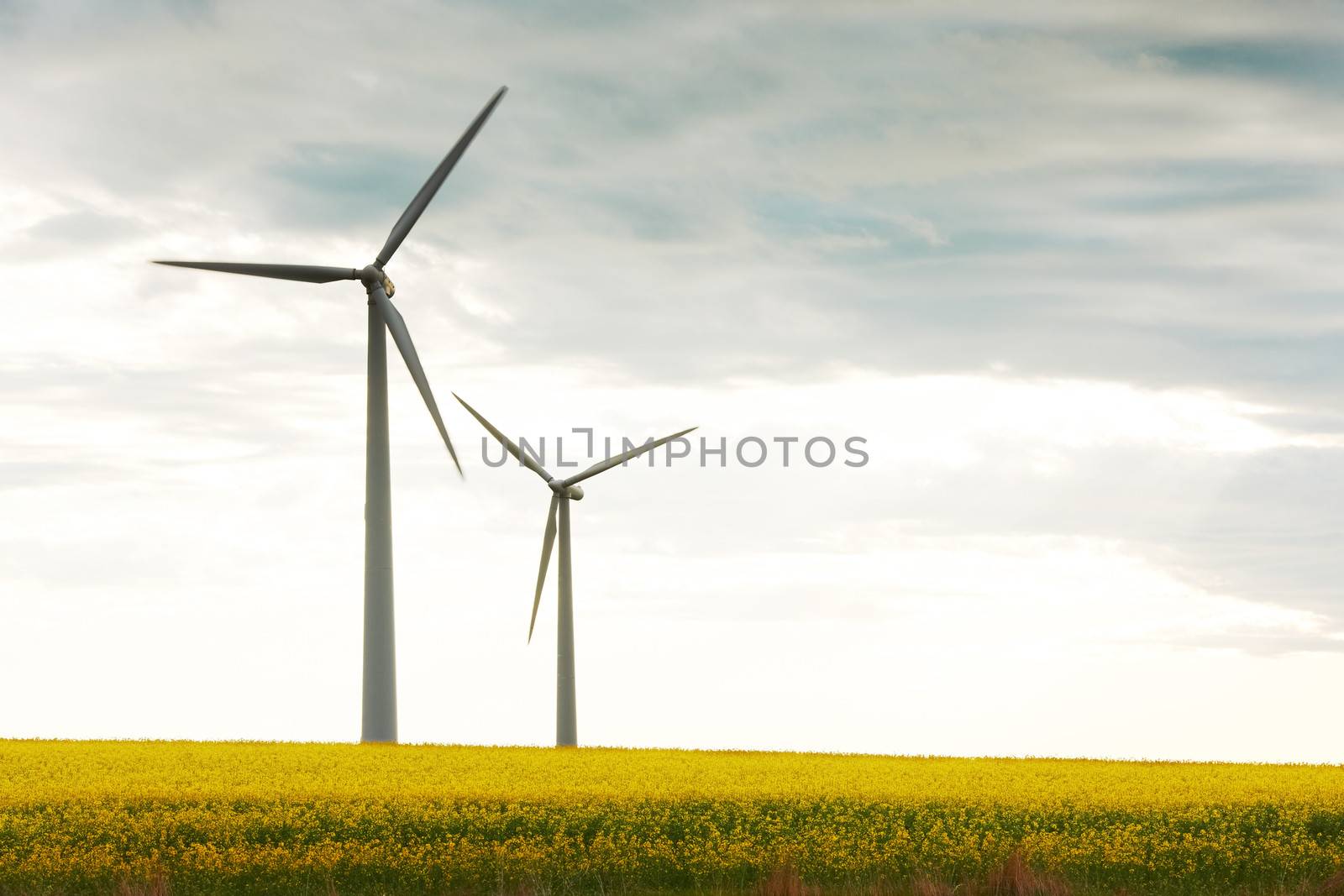 Power generators with wind propellers on blossom spring field