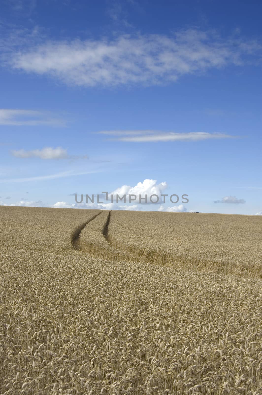 Tractor tracks through a crop of wheat with a cloudscape