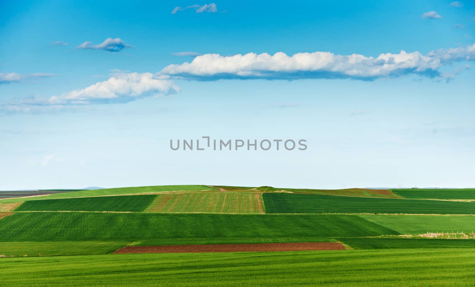 Cultivated land and blue sky in spring season, landscape from South Bulgaria, green wheat plantations