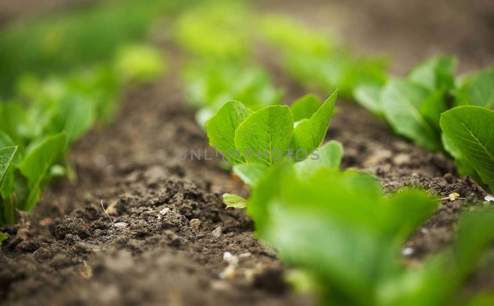 Plantation of little green salads in early spring season