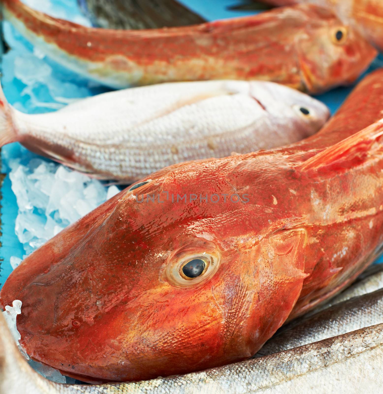 Red fish for sale by ecobo