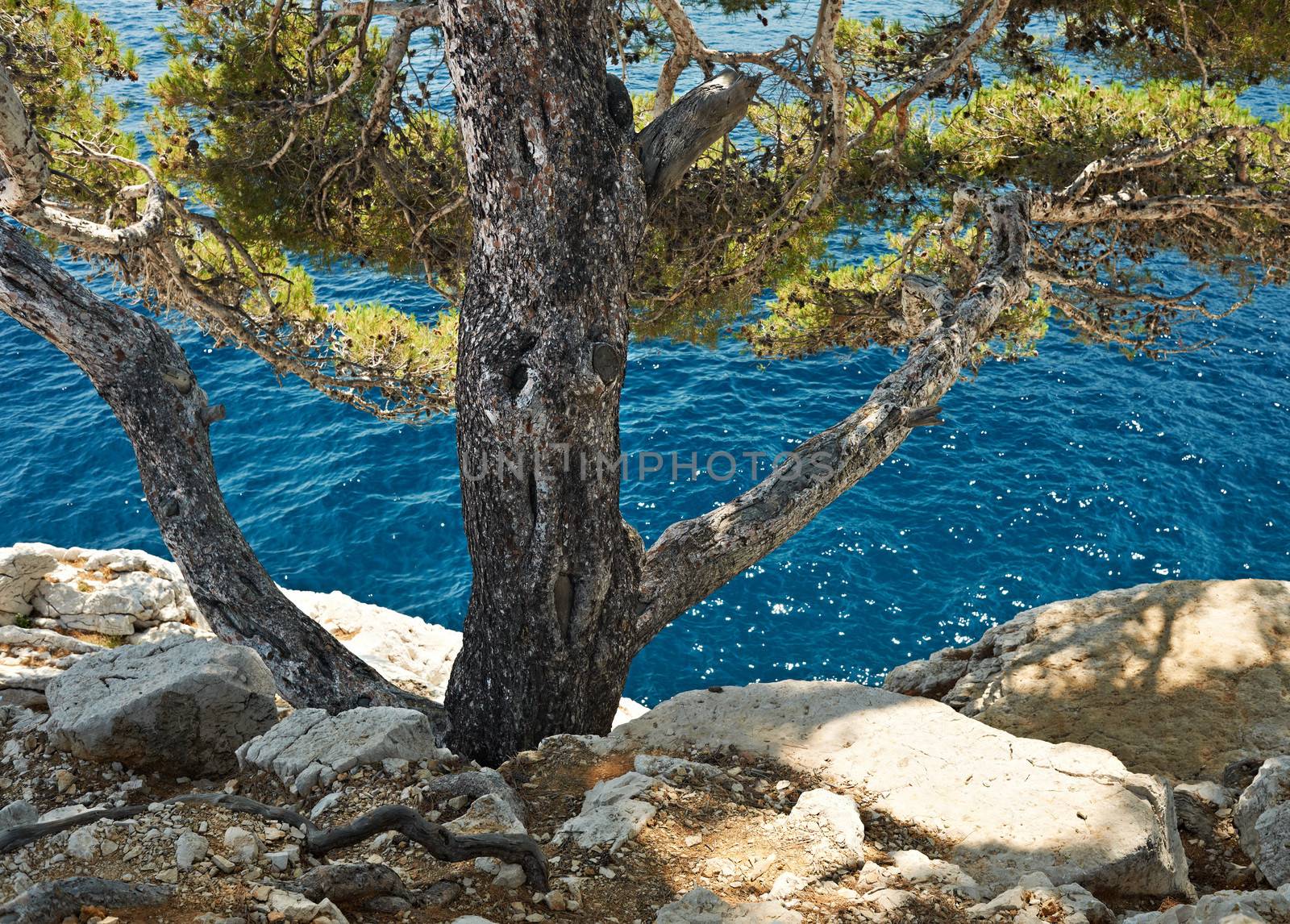 Blue water and Mediterranean pine trees imn the bay of Calanque de Cassis, Mediterranean France, region PACA