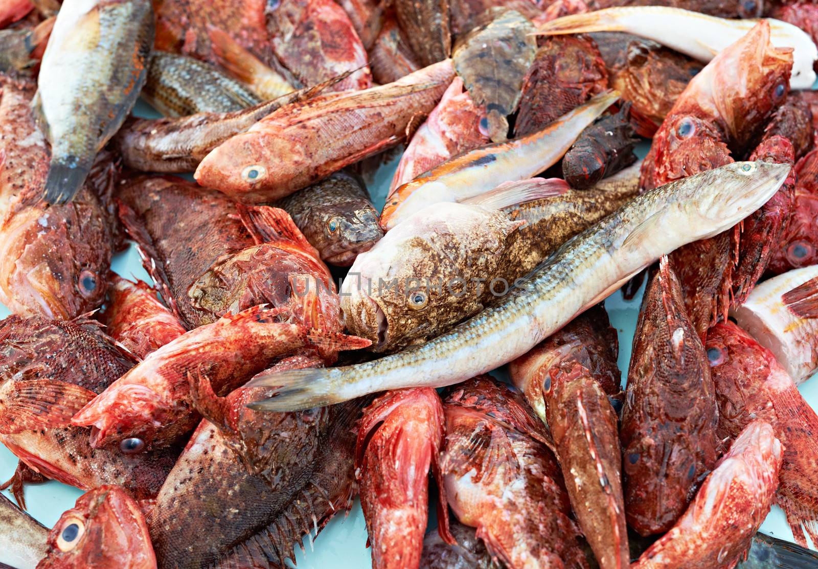 Fresh red mullet and other sea food for sale on fish market of Marseille, Mediterranean France