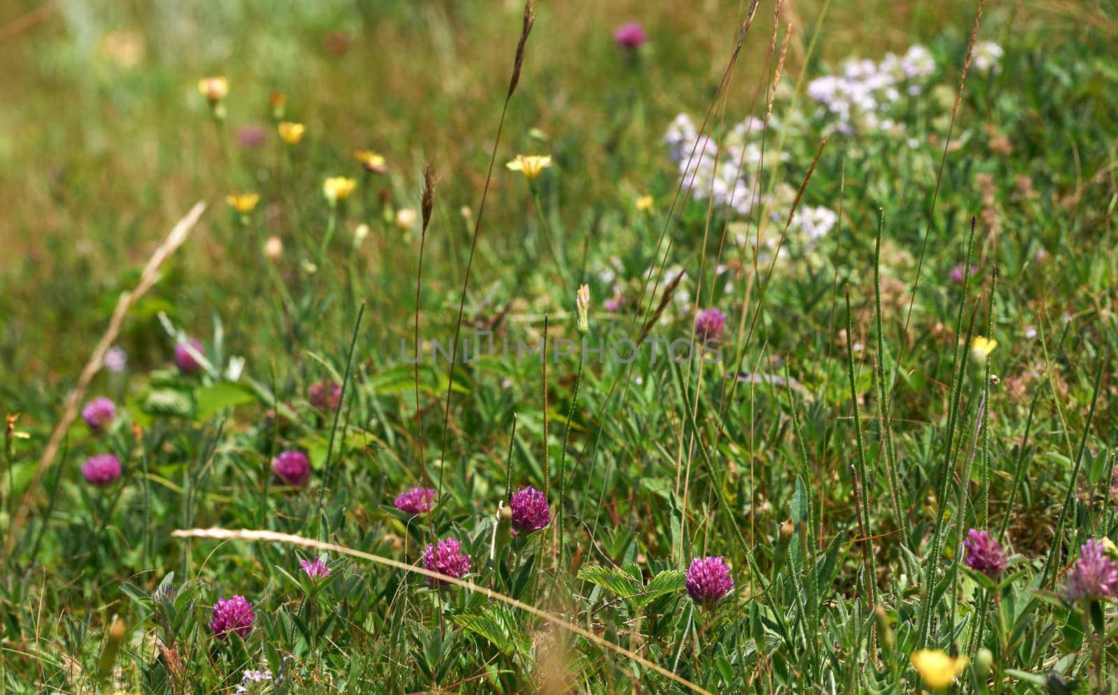 Close-up og Clover and other herbs summer blossoms