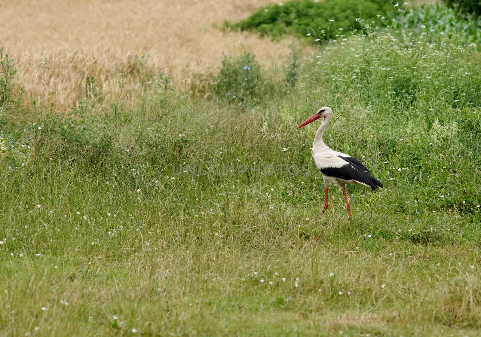 Adult stork bird in green summer field