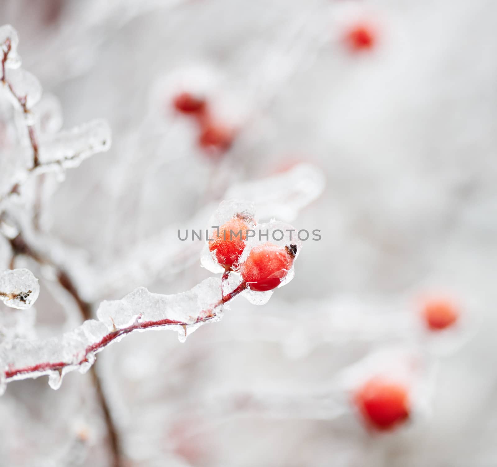 Frozen briar fruit by ecobo