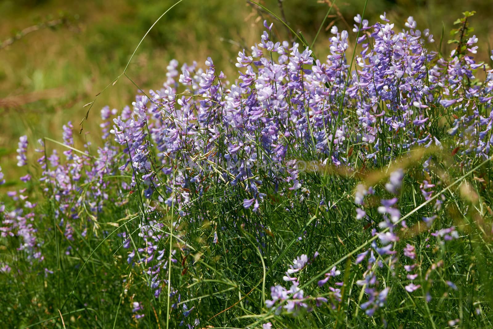 Close-up og forest herbs summer blossoms