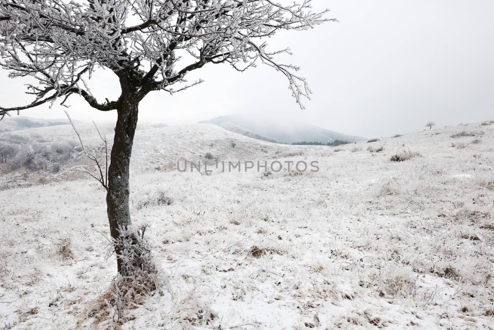 Winter mountain scenery with part of lonely tree