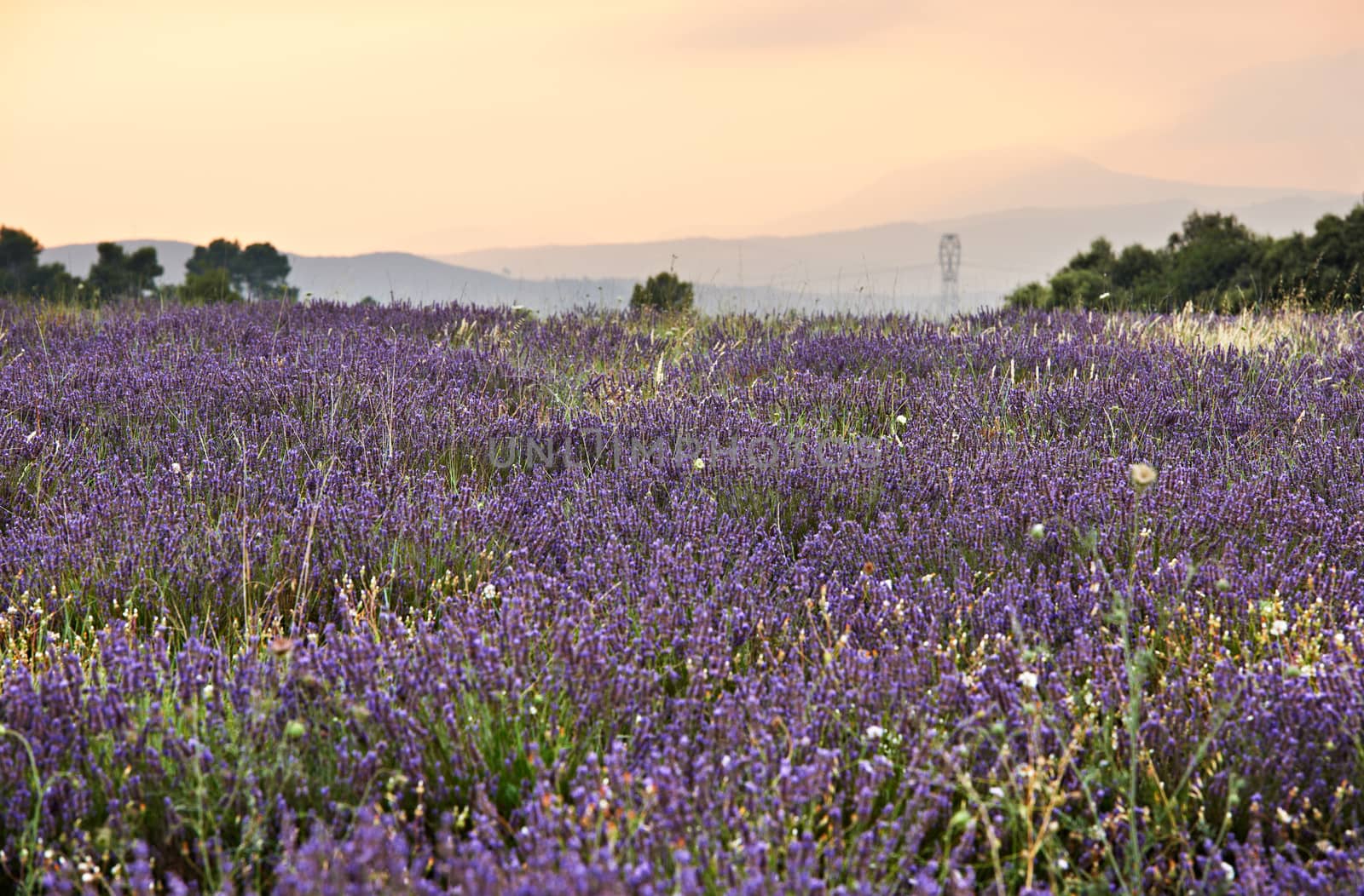 Lavender blossoms in Lavandula Officinalis plantation in Southern France, French Provence