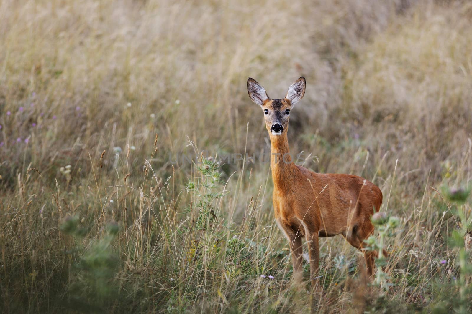 Female European roe-deer in summer grass looking at the camera with curiosity