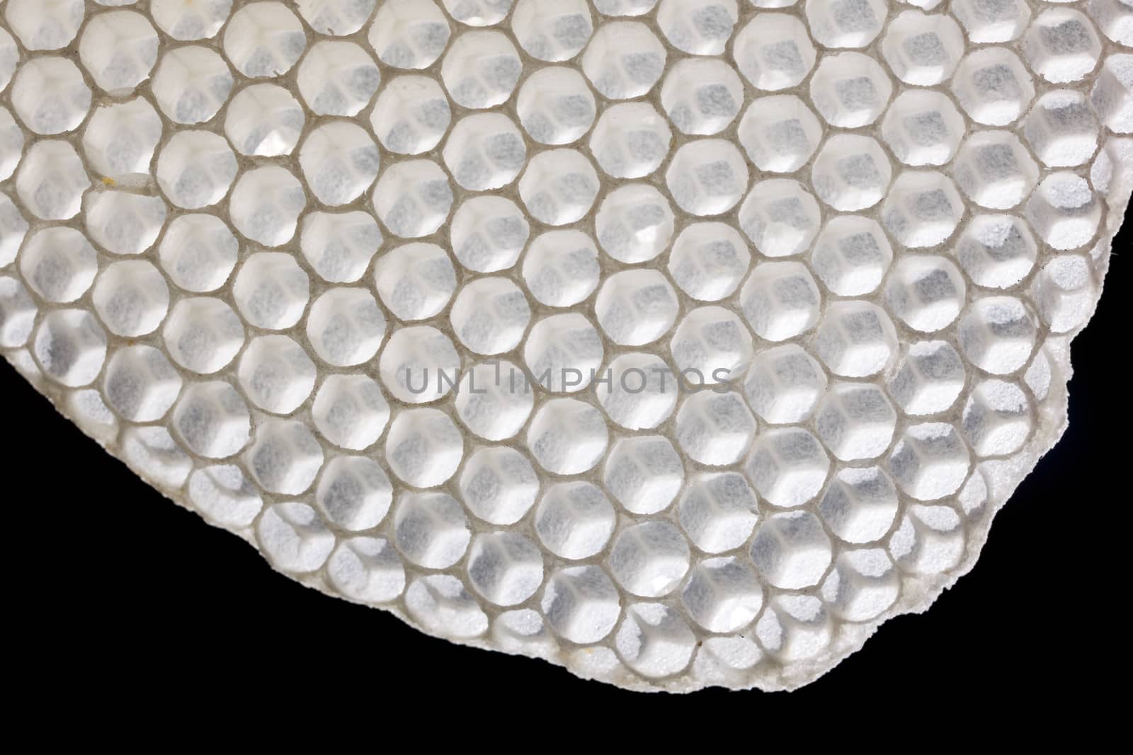 Fresh white honeycomb, natural bee wax isoalted on black