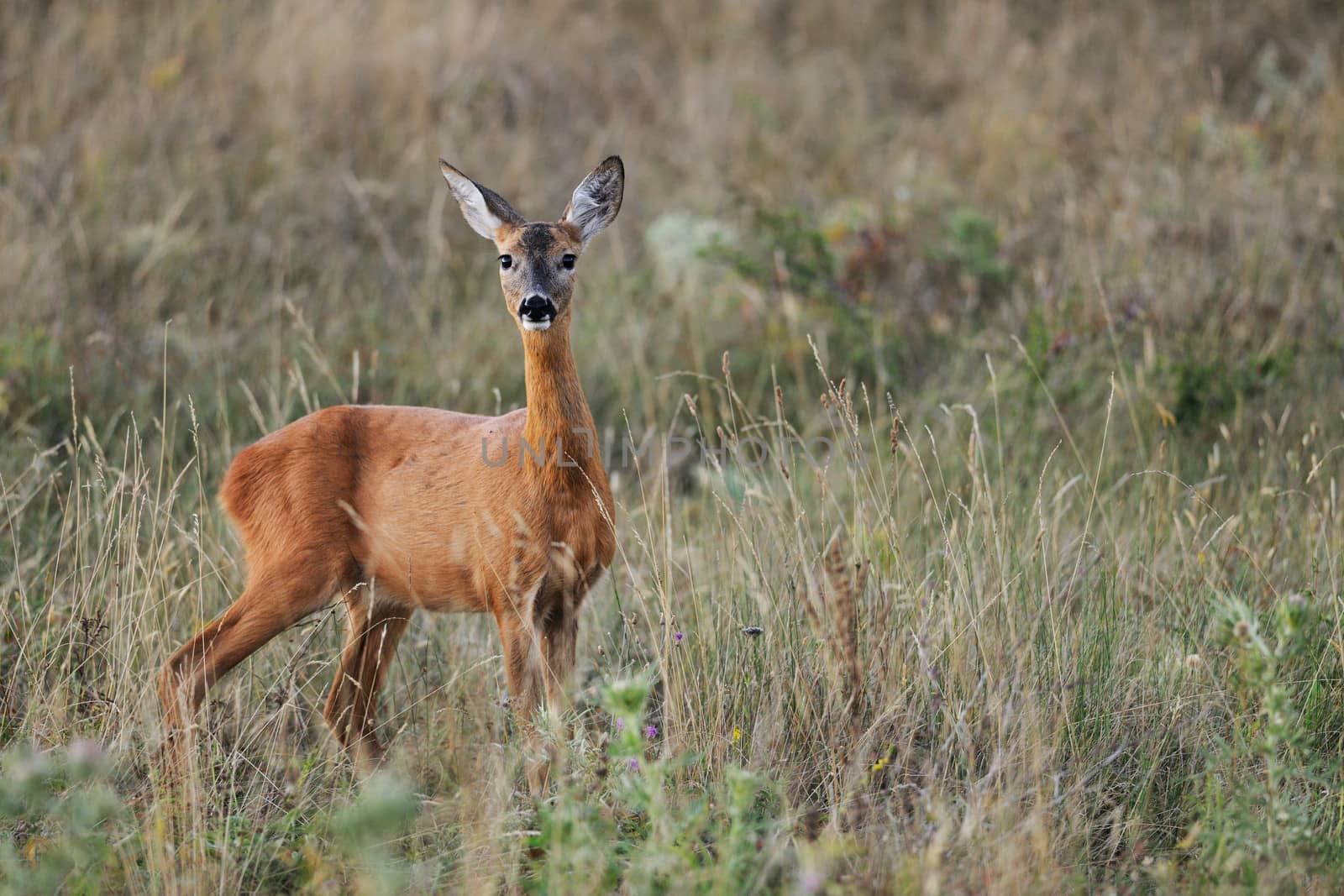 Female European roe-deer in late summer grass looking at the camera