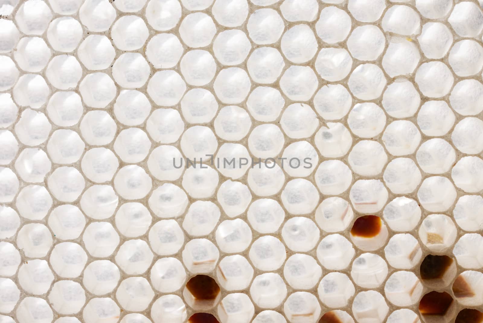 Fresh white honeycomb, natural bee wax