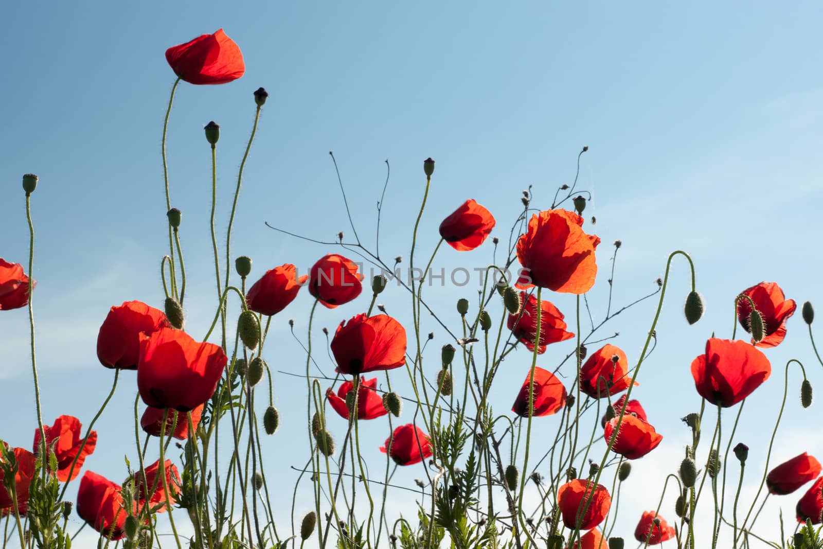 Poppy blossoms wild flowers of the field against blue sky