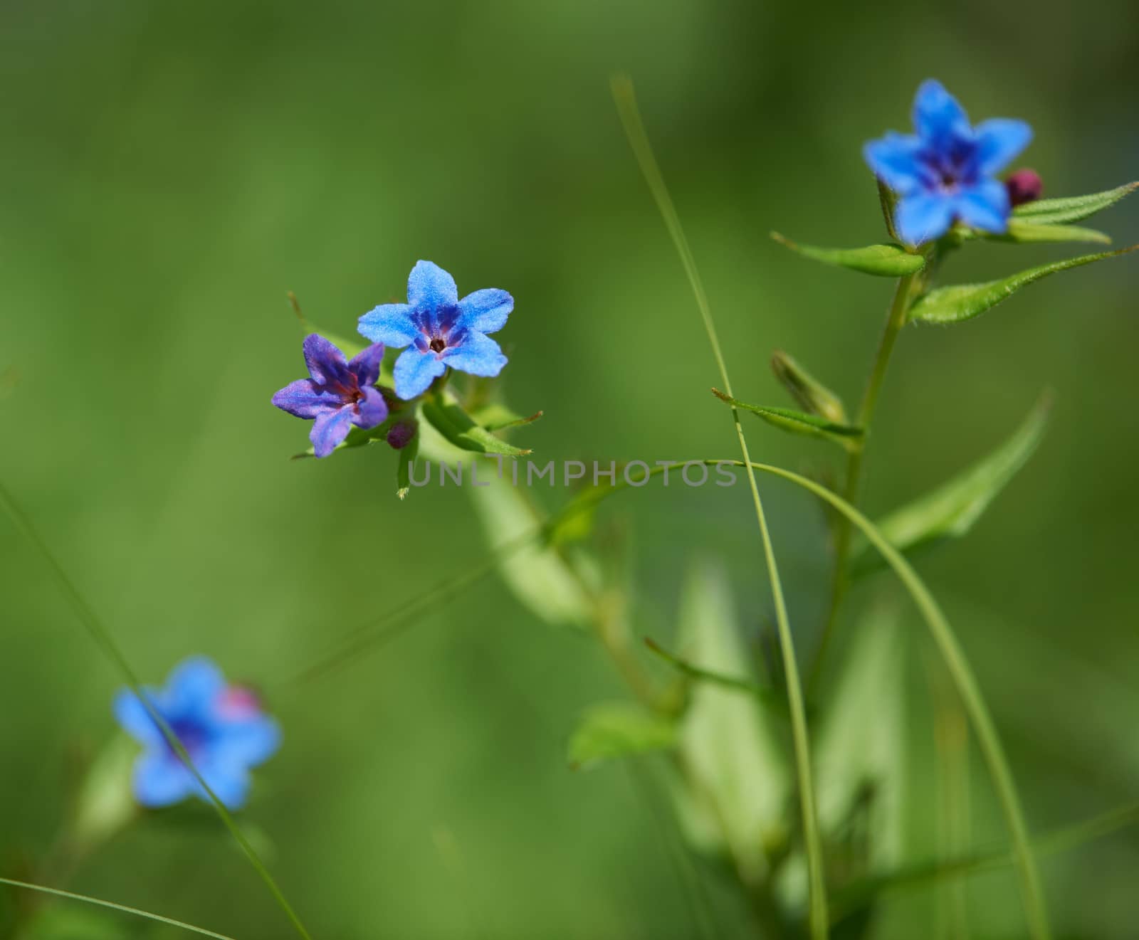 Blossoms of blue wild flowers of the field in green grass