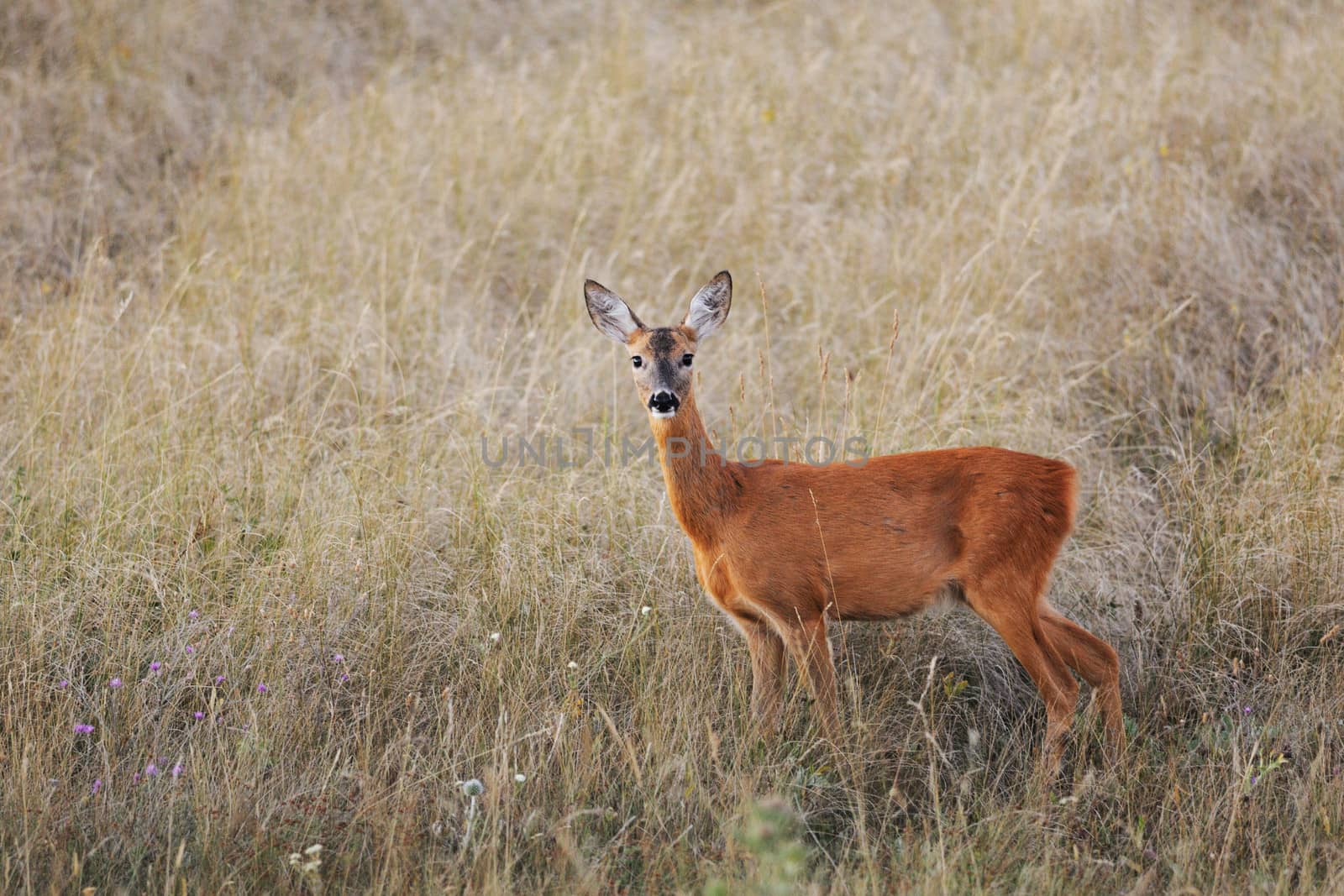 Female European roe-deer in grass looking at the camera