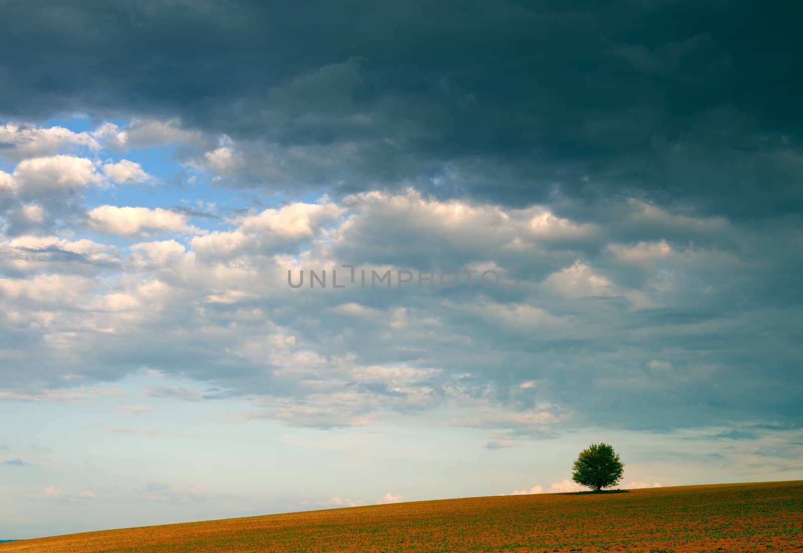 Spring scenery with storm cloudy sky and lonely tree