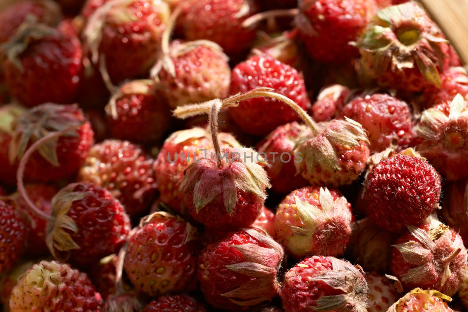 Red ripe wild strawberries close-up