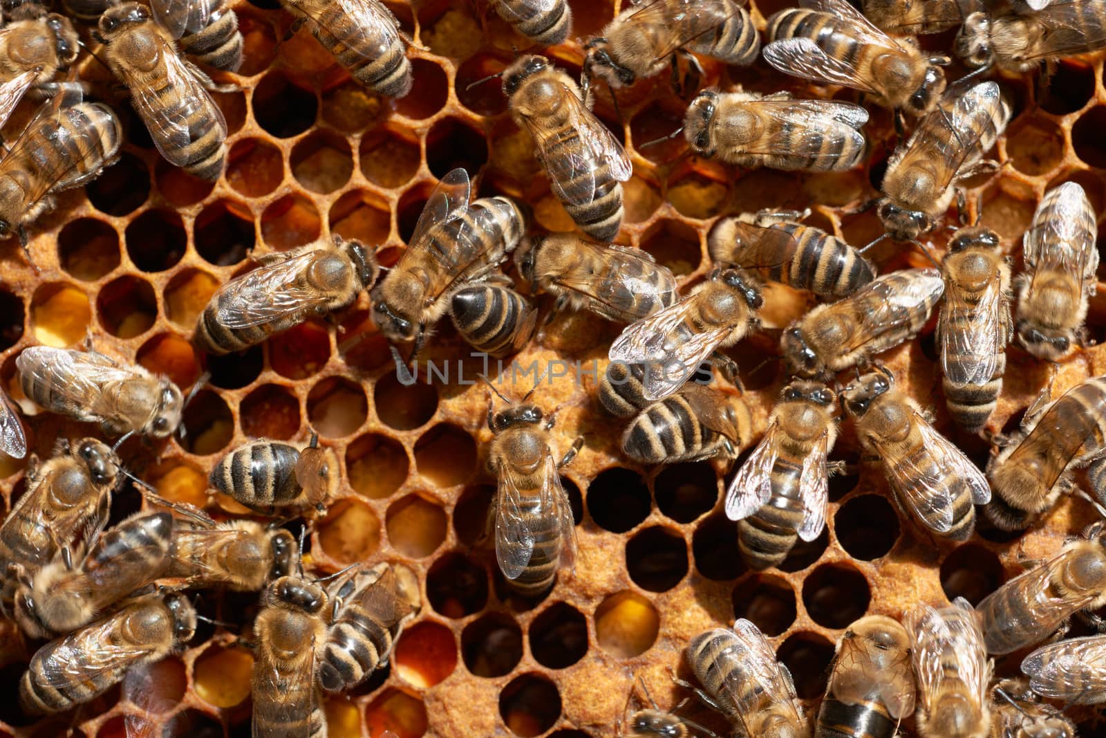 Honey bee workers on honey-comb close-up