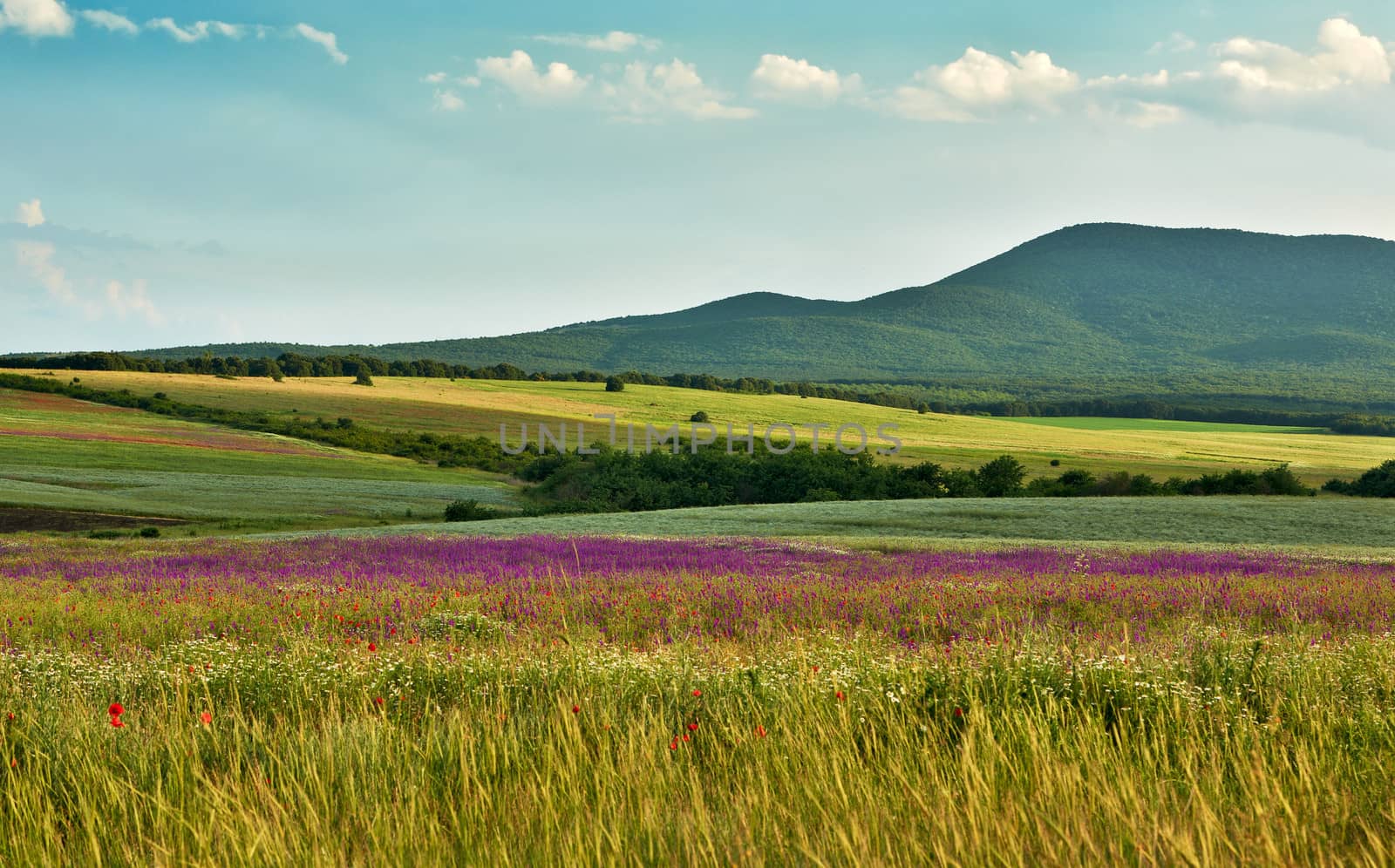 Landscape with wilf spring flowers of the field blossoms