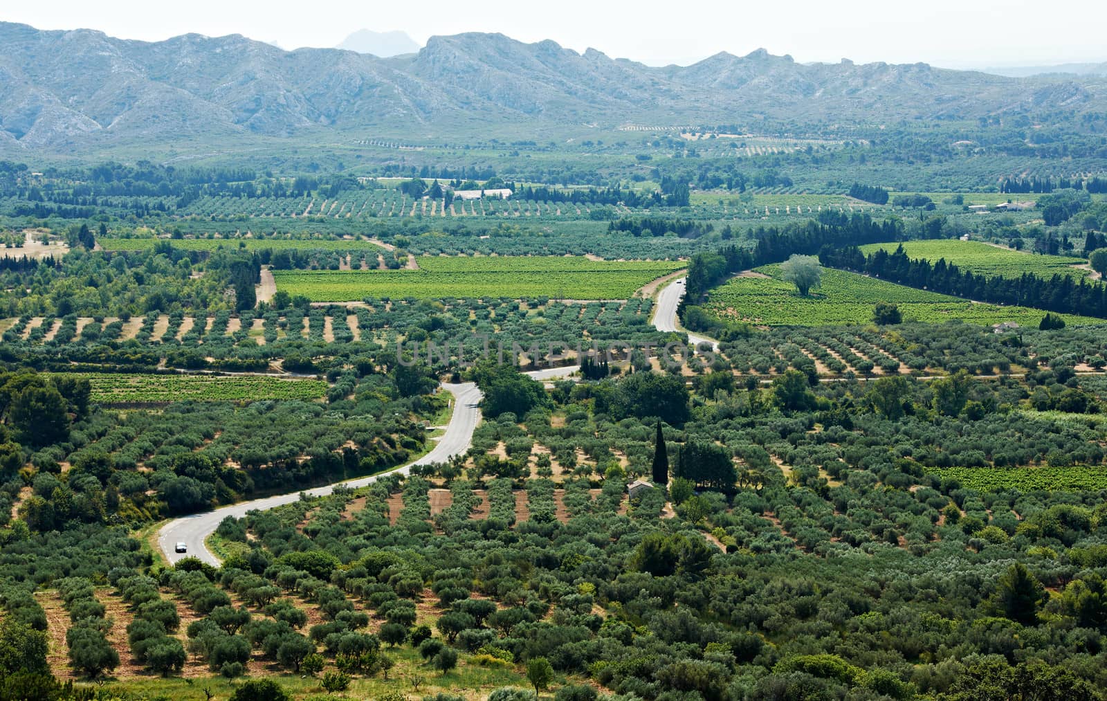 Typical Provence landscape with road, olive gardens and ridges of Alps near village of Baux, France