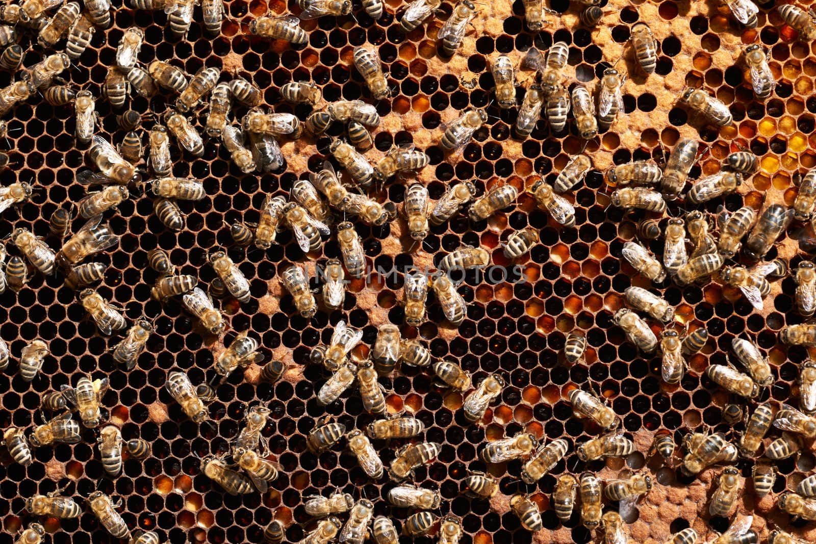 Honey bee workers on honey-comb