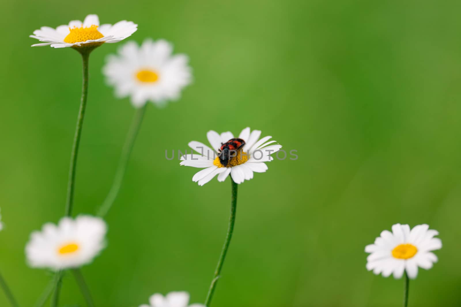 Camomile blossoms on green by ecobo