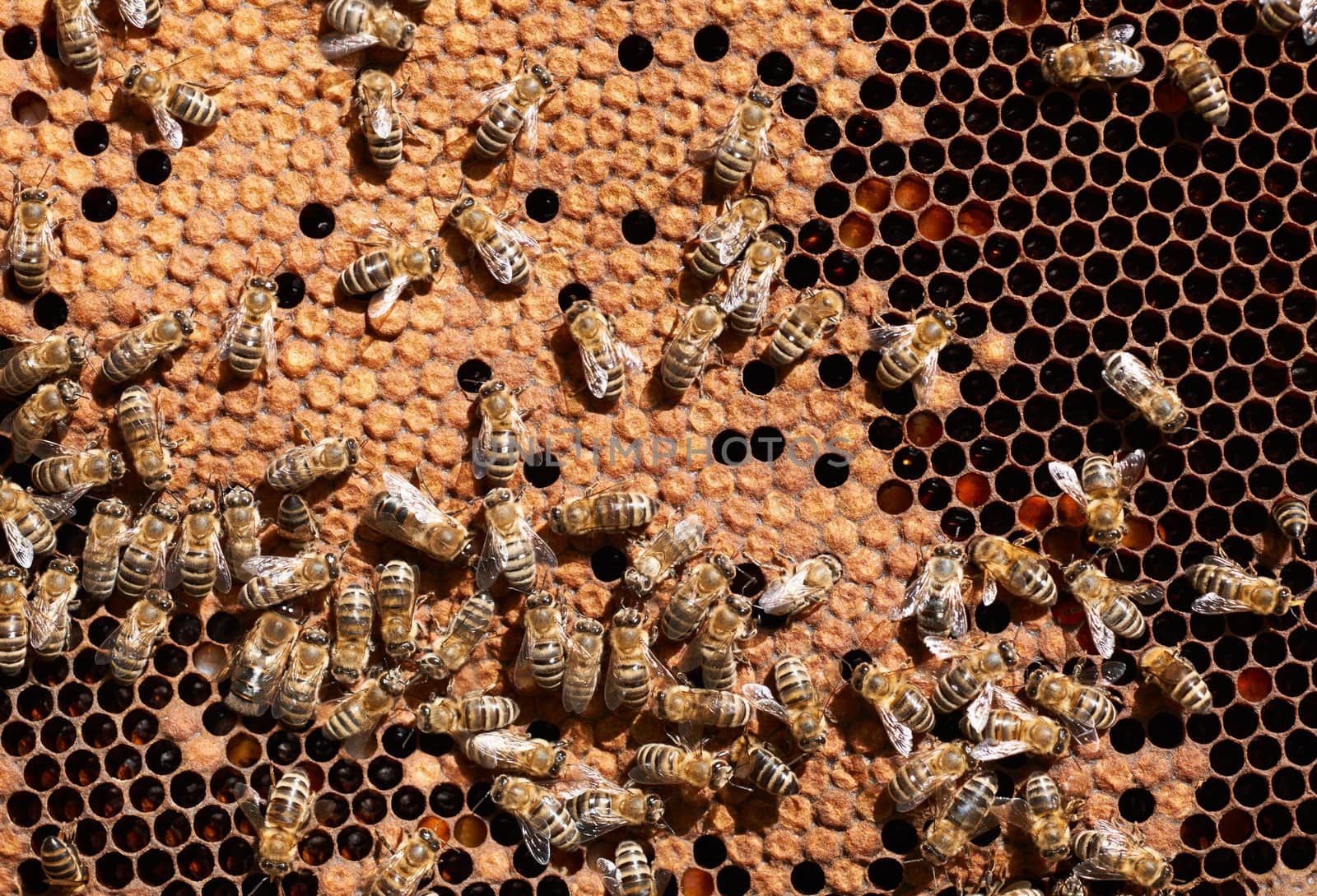 Honey bee workers on honeycomb with larvas
