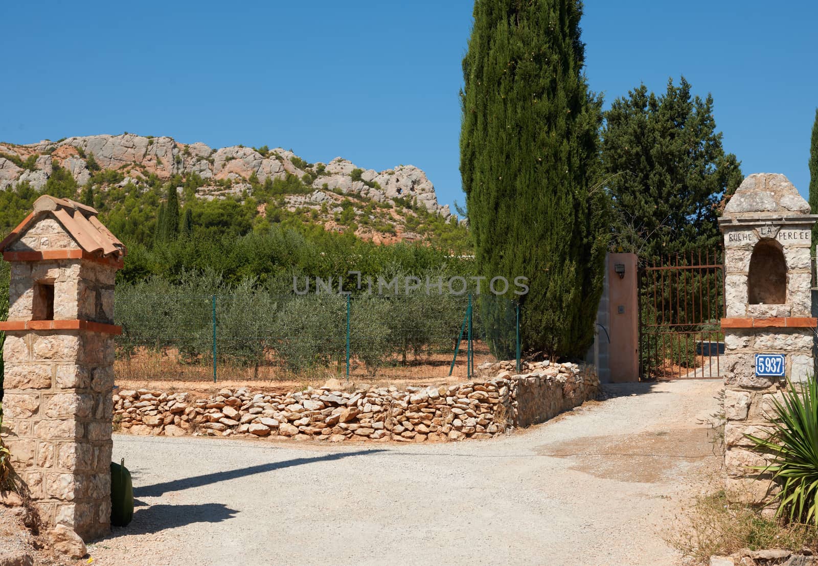 Olive plantation in France by ecobo