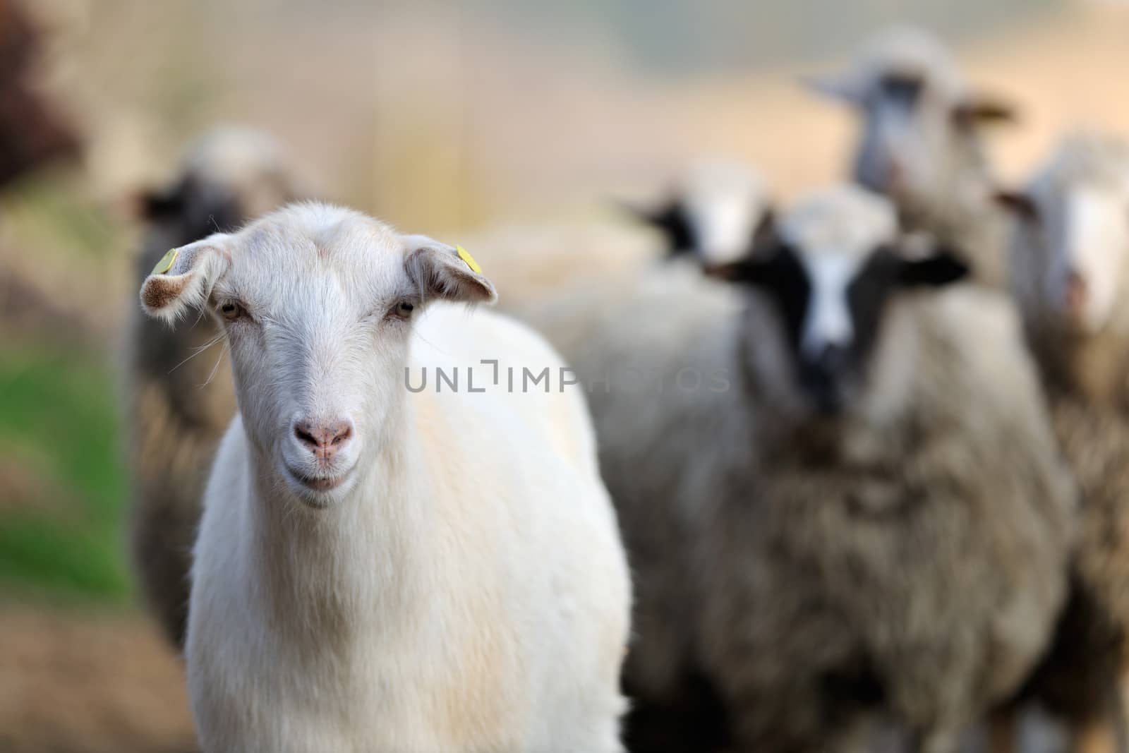 Goat and sheep flock of domestic animals
