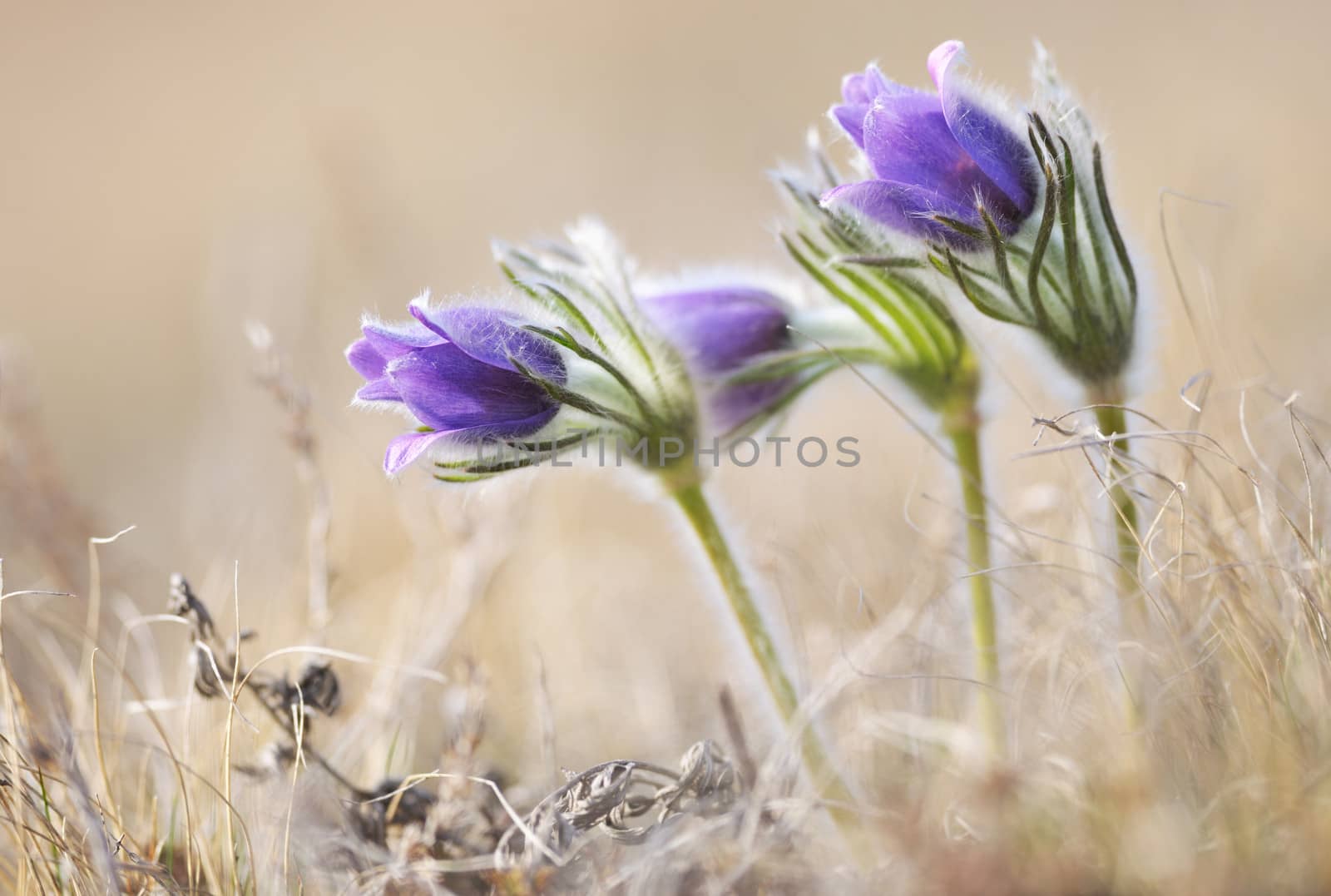 Alpine anemone flower blossoms in early spring season