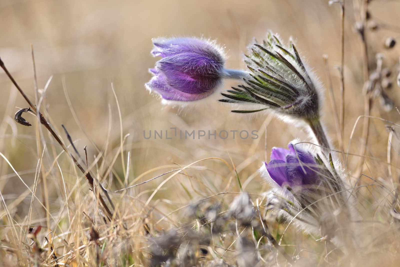 Alpine anemone blossoms in early spring season