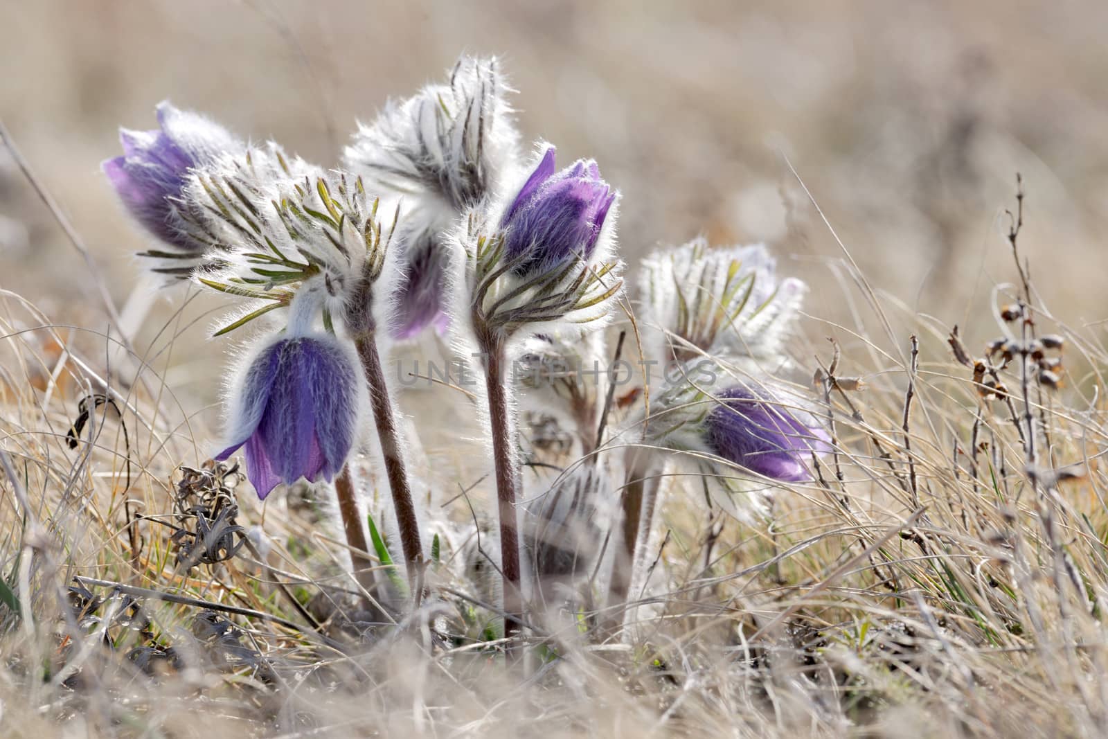 Alpine anemone mountain flower by ecobo