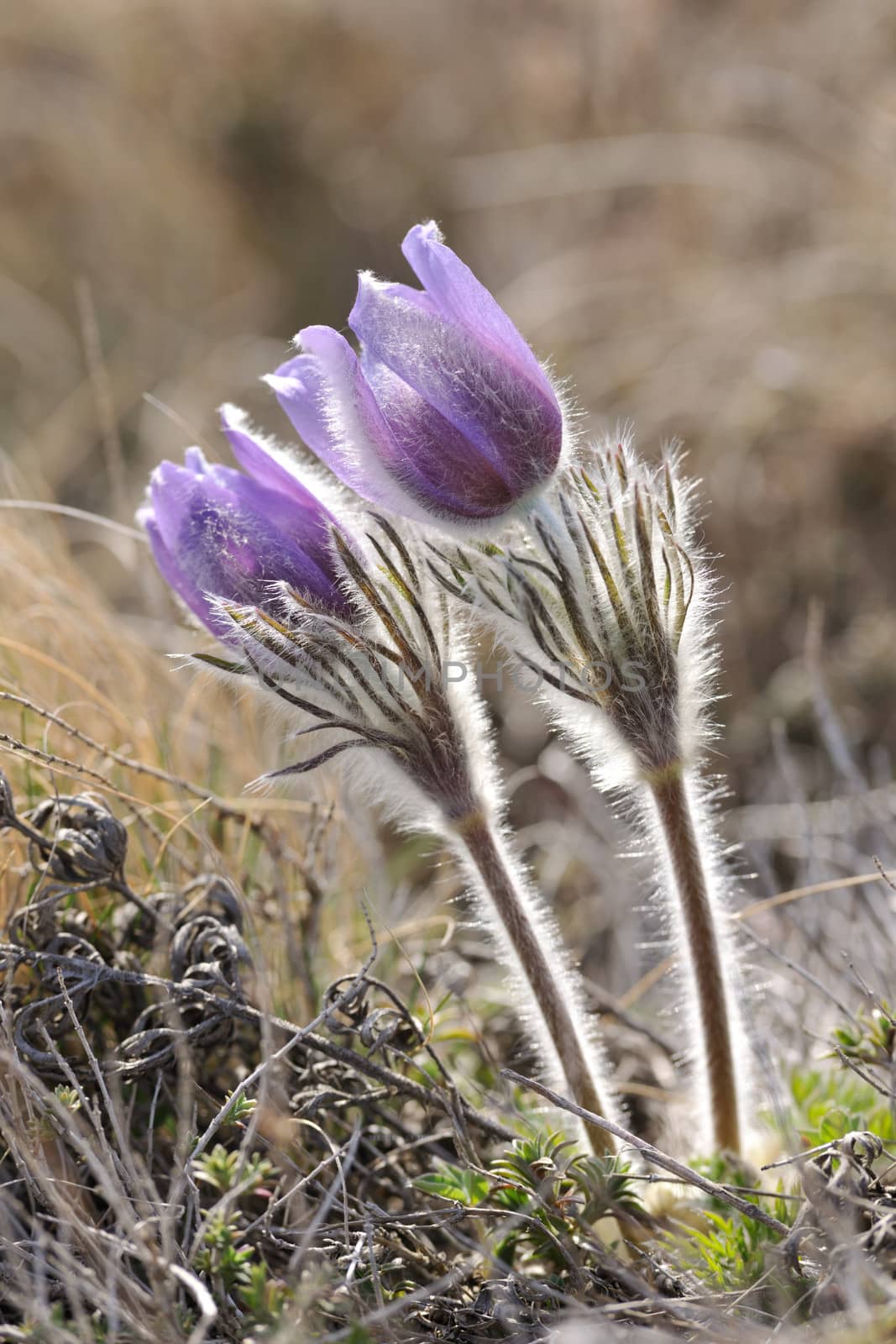 Alpine anemone blossoms in early spring season vertical shot