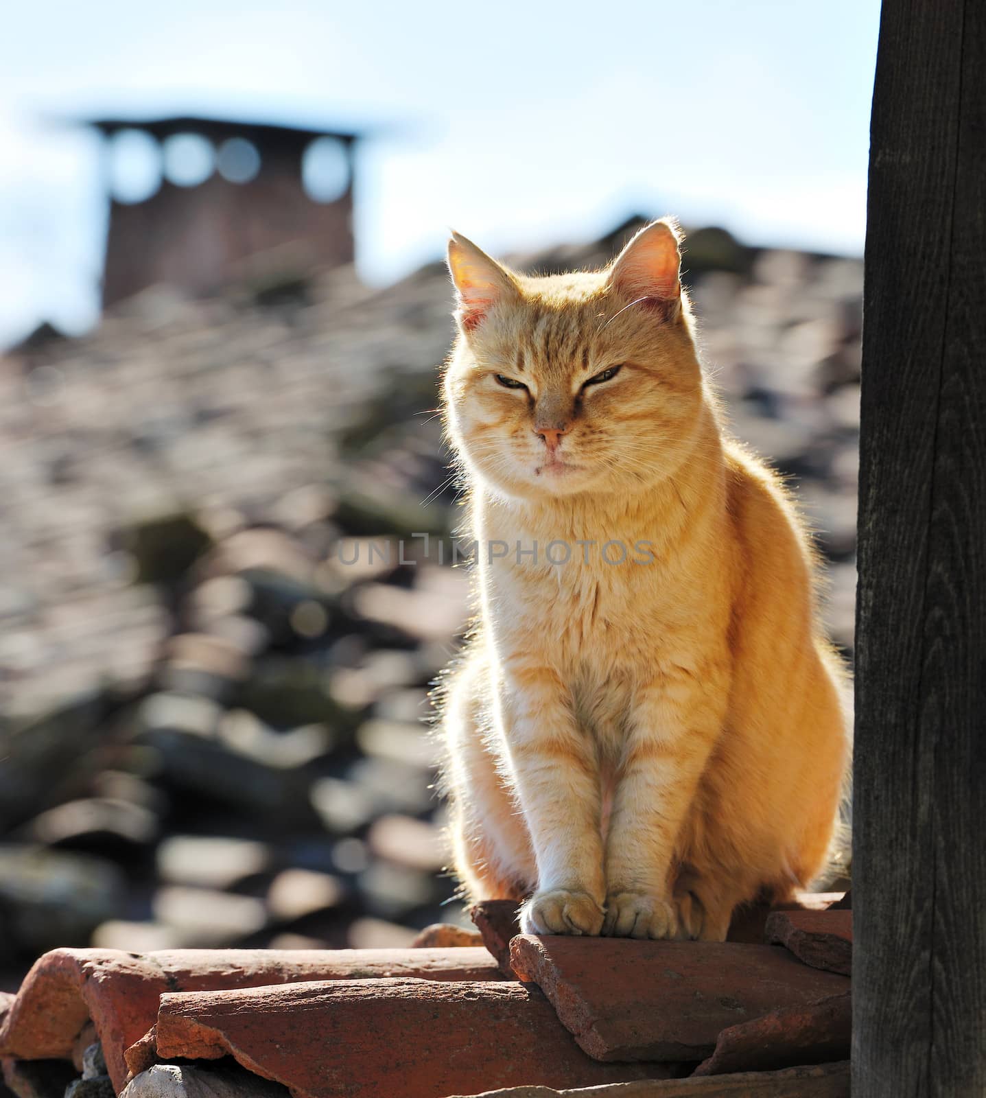 Lazy yellow cat sleeping on roof of rural house