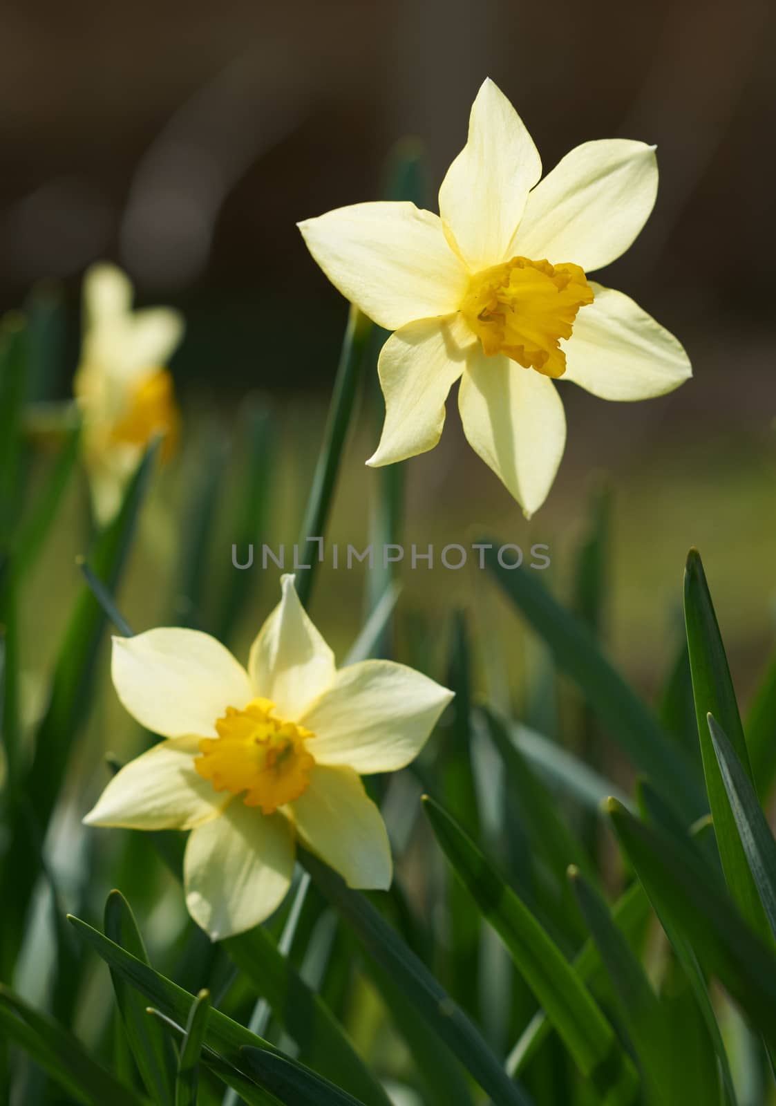 Spring flowers wild daffodil blossoms