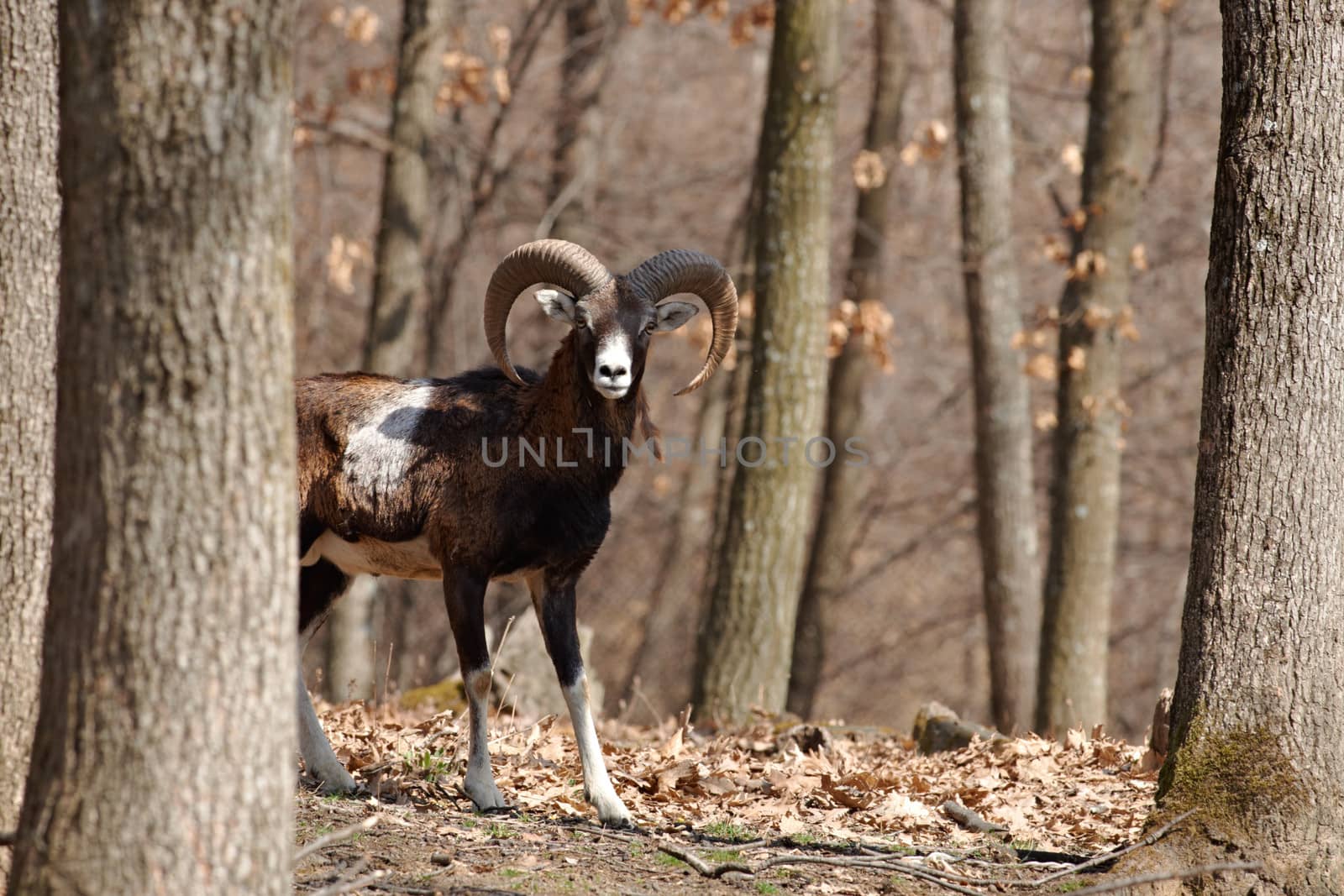 European mouflon male n oak forest