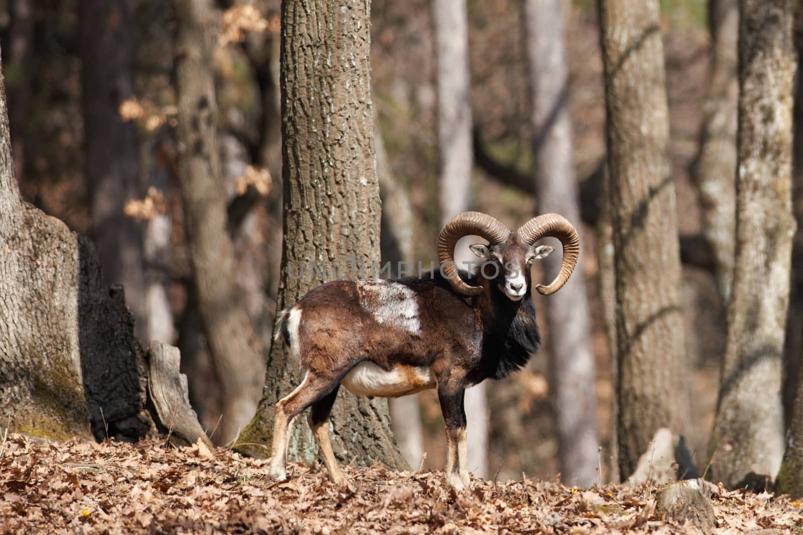 European mouflon in oak forest male