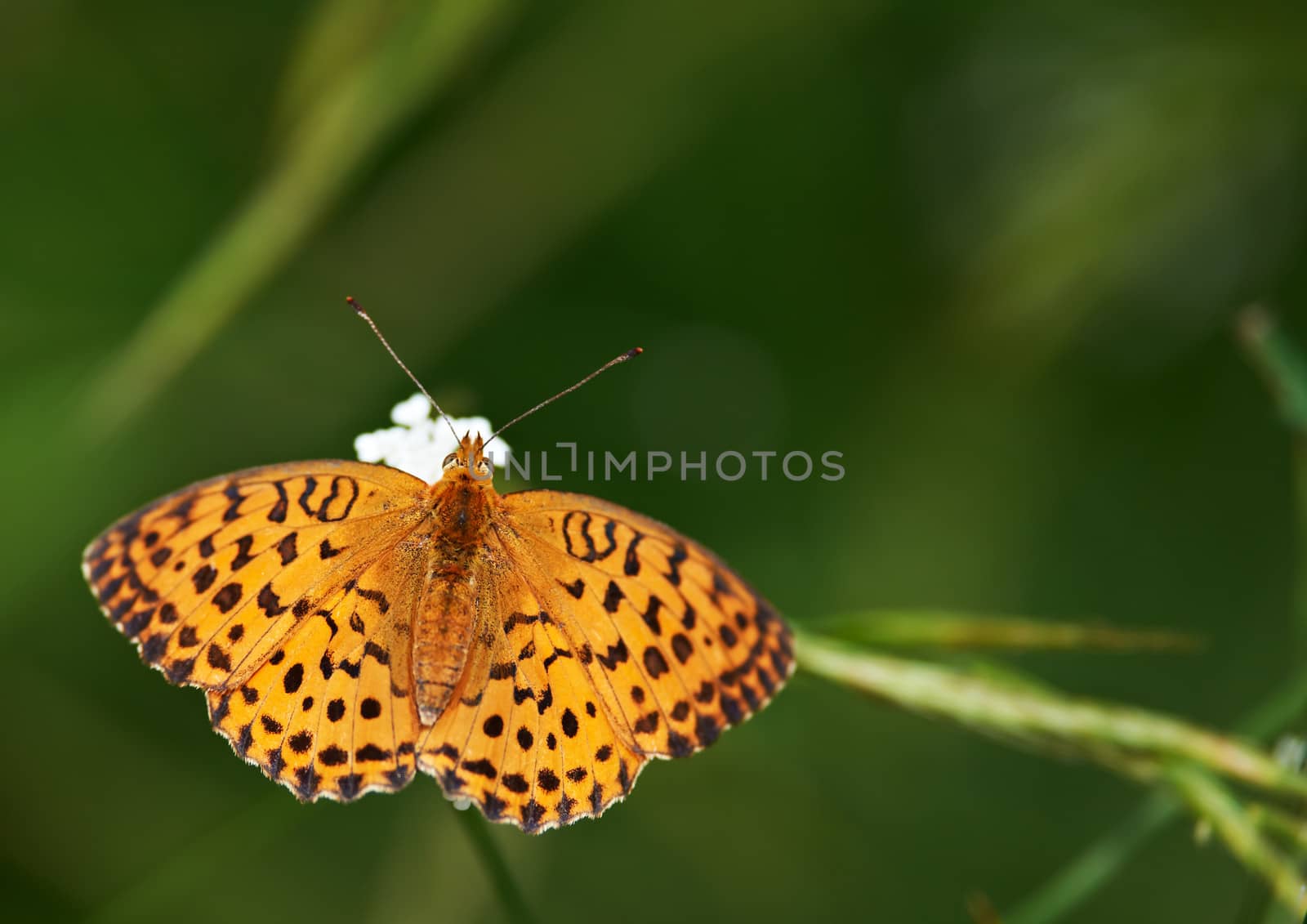 Beautiful orange butterfly on green background