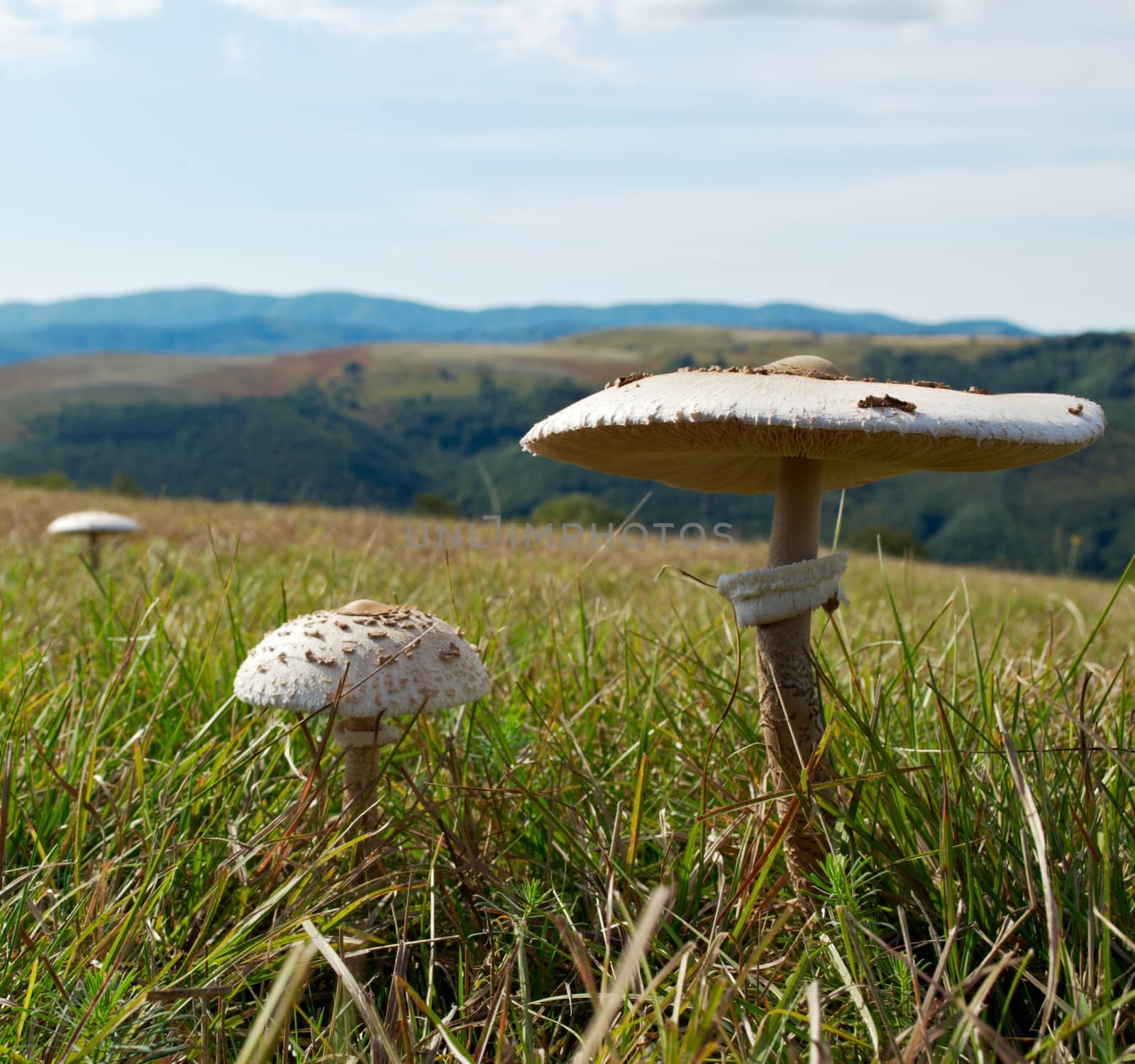 Parasol mushrooms in autumn mountain field