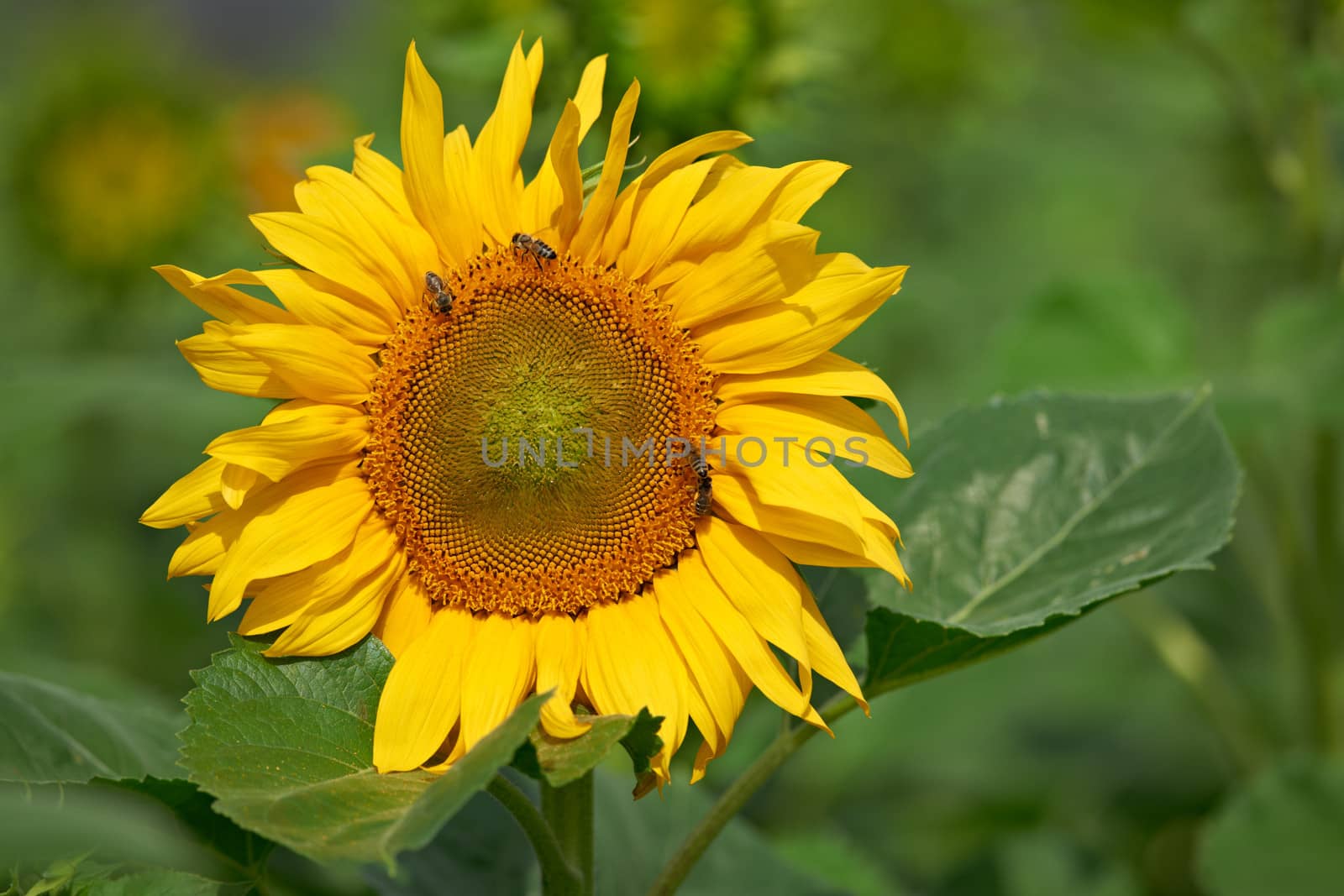 Big sunflower blosom with honey bees working on it.