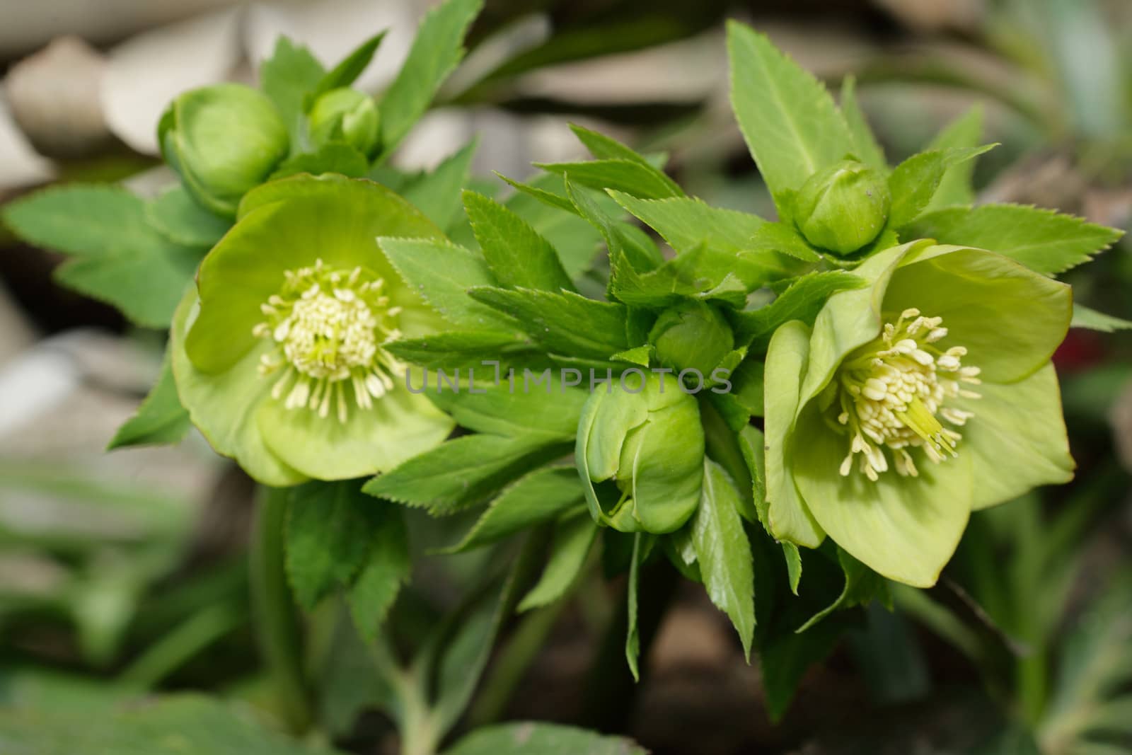 Green hellebore flower blossoms by ecobo