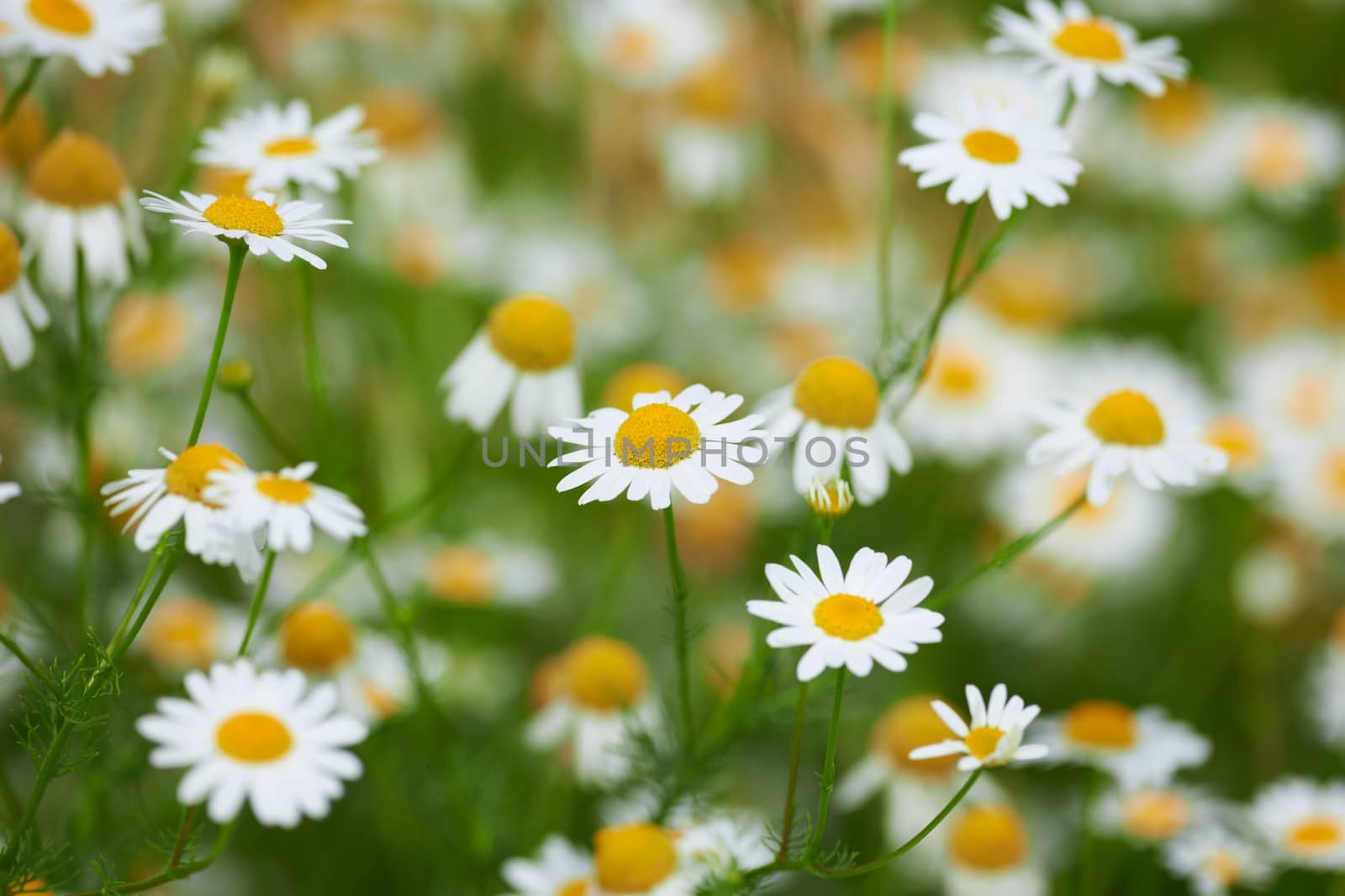 Summer flowers camomile blossoms with beautiful background blur