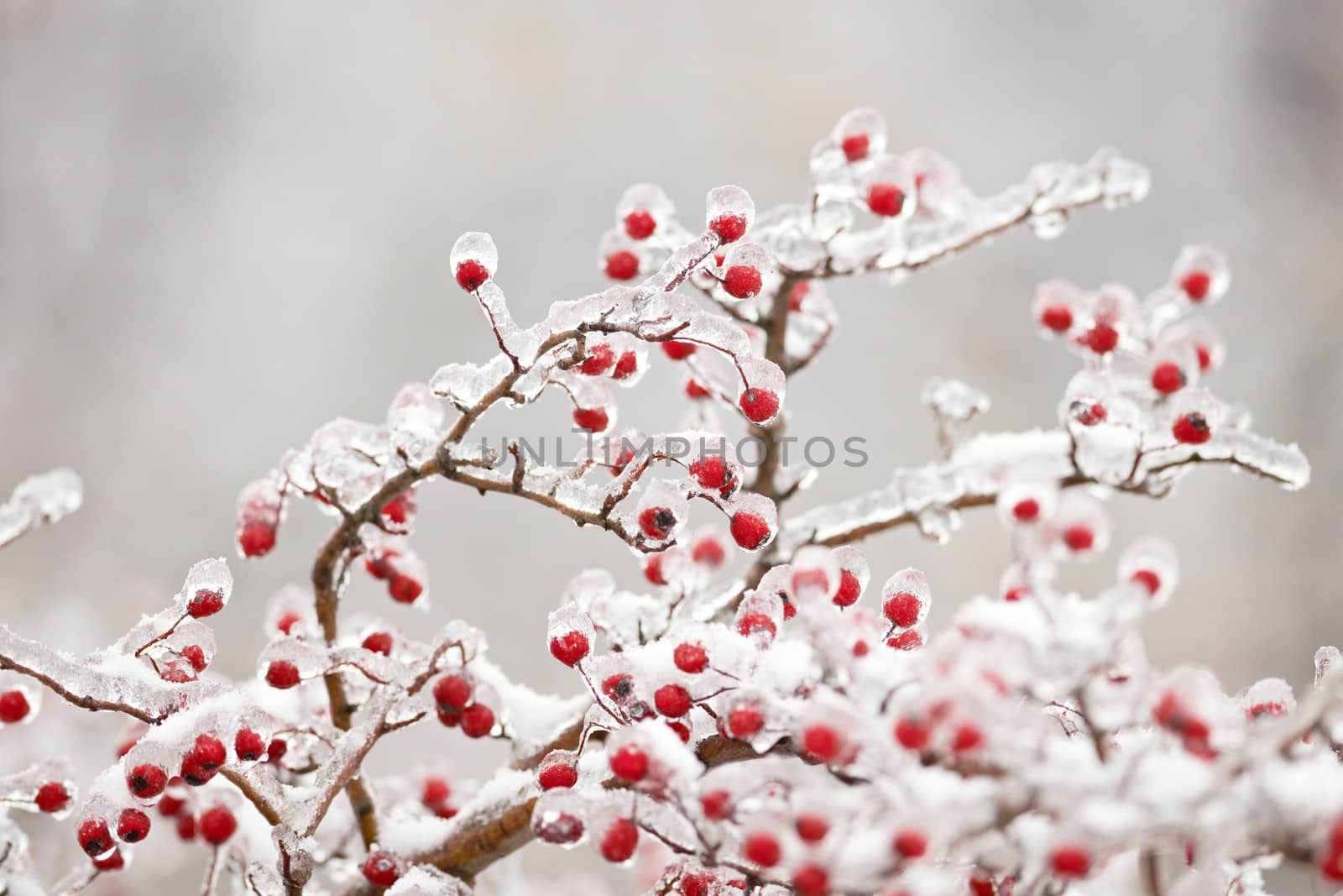 Frozen hawthorn branch by ecobo