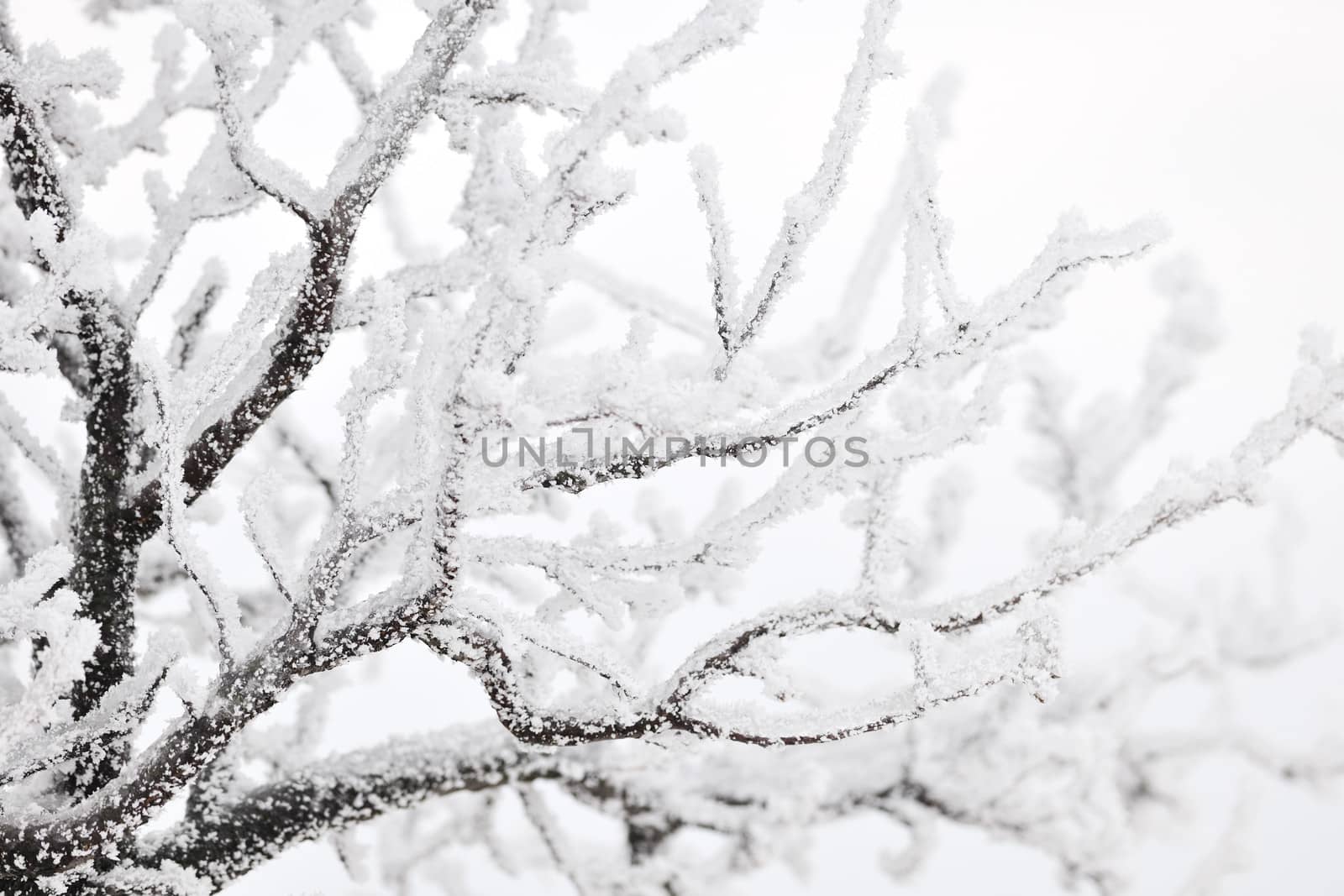 Frozen tree branches by ecobo