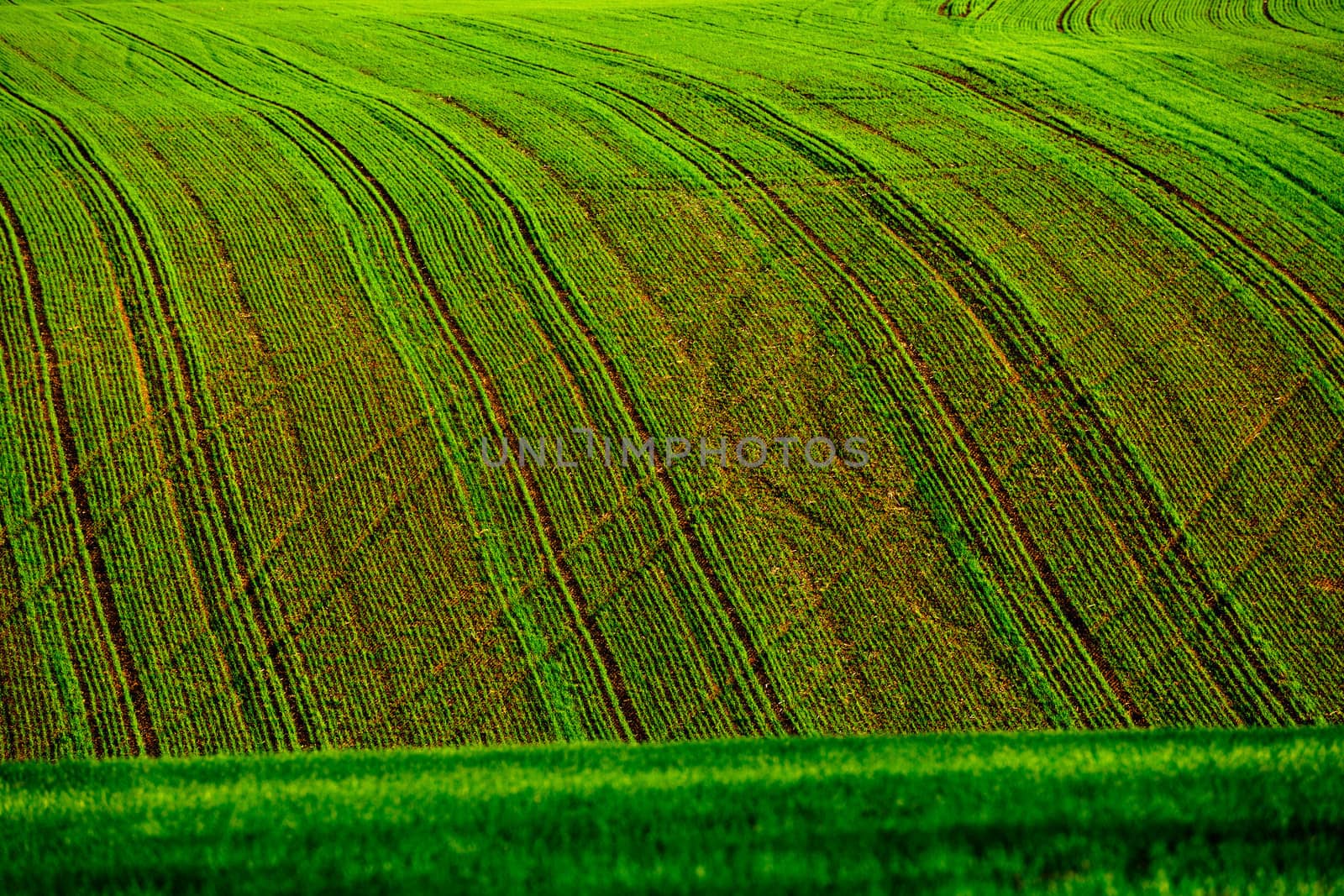 Green wheat field rows in late summer, abstract background