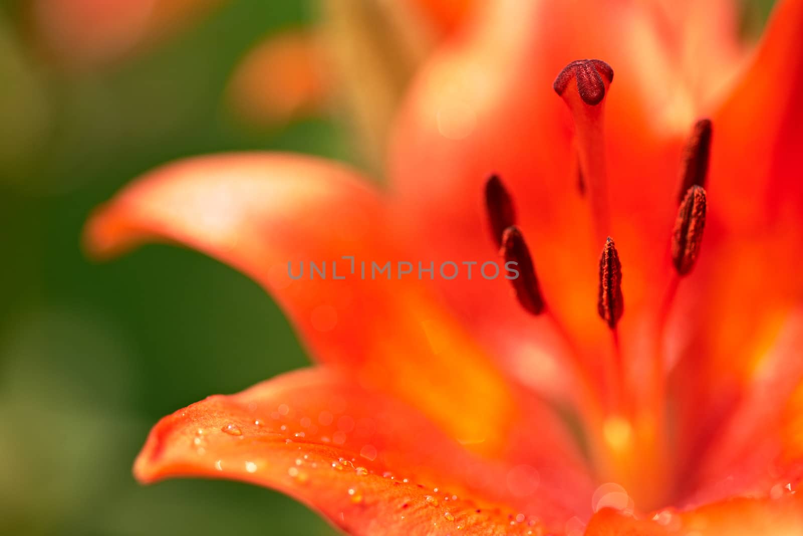 Blossom of orange Lilium flower