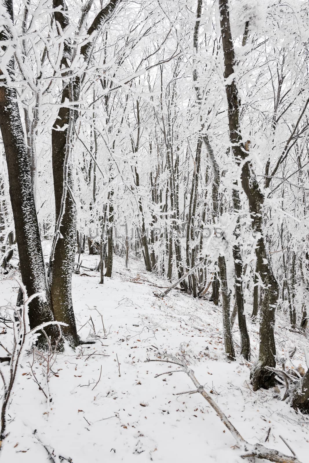 Winter frozen forest by ecobo