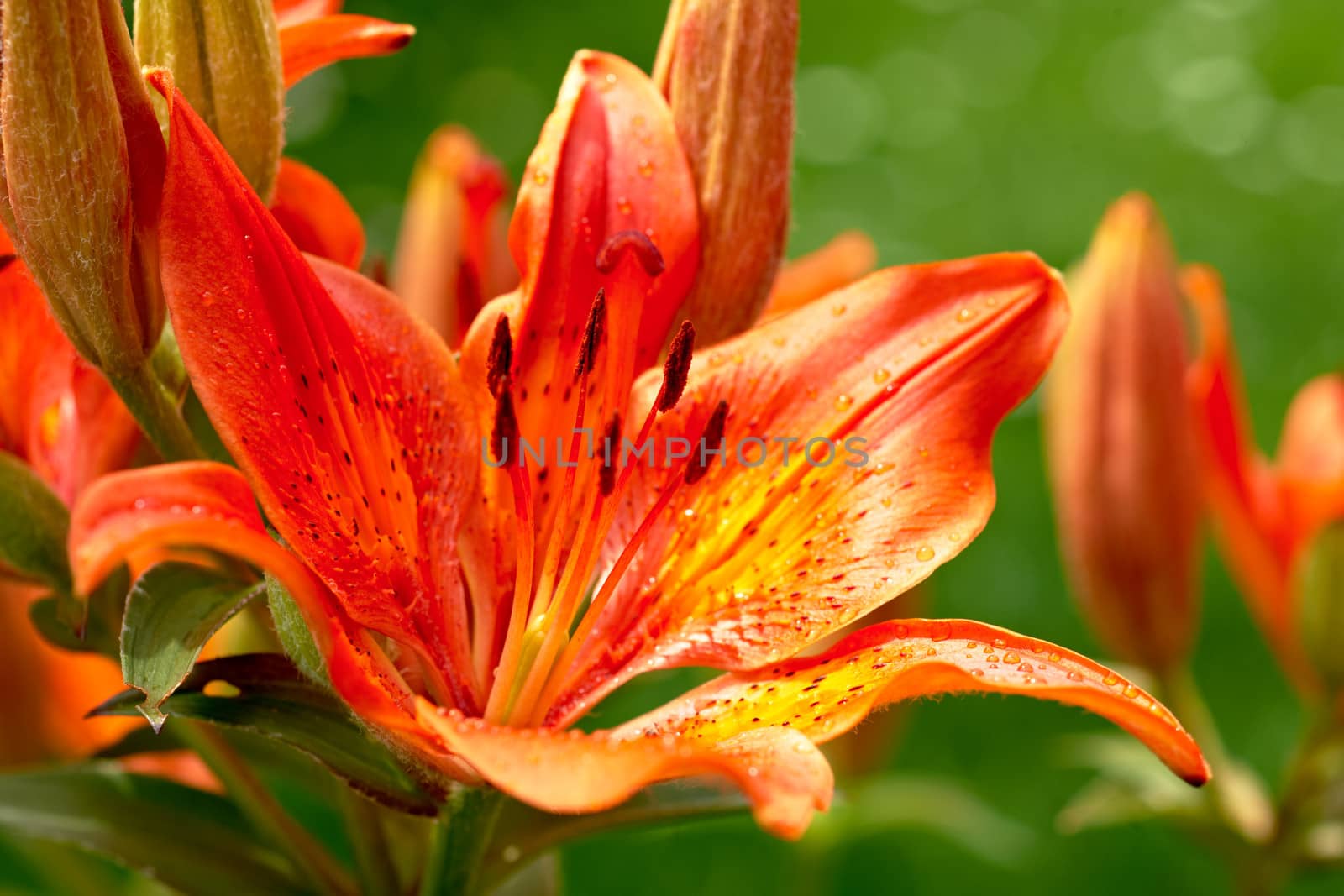 Blossom of orange Lilium flower